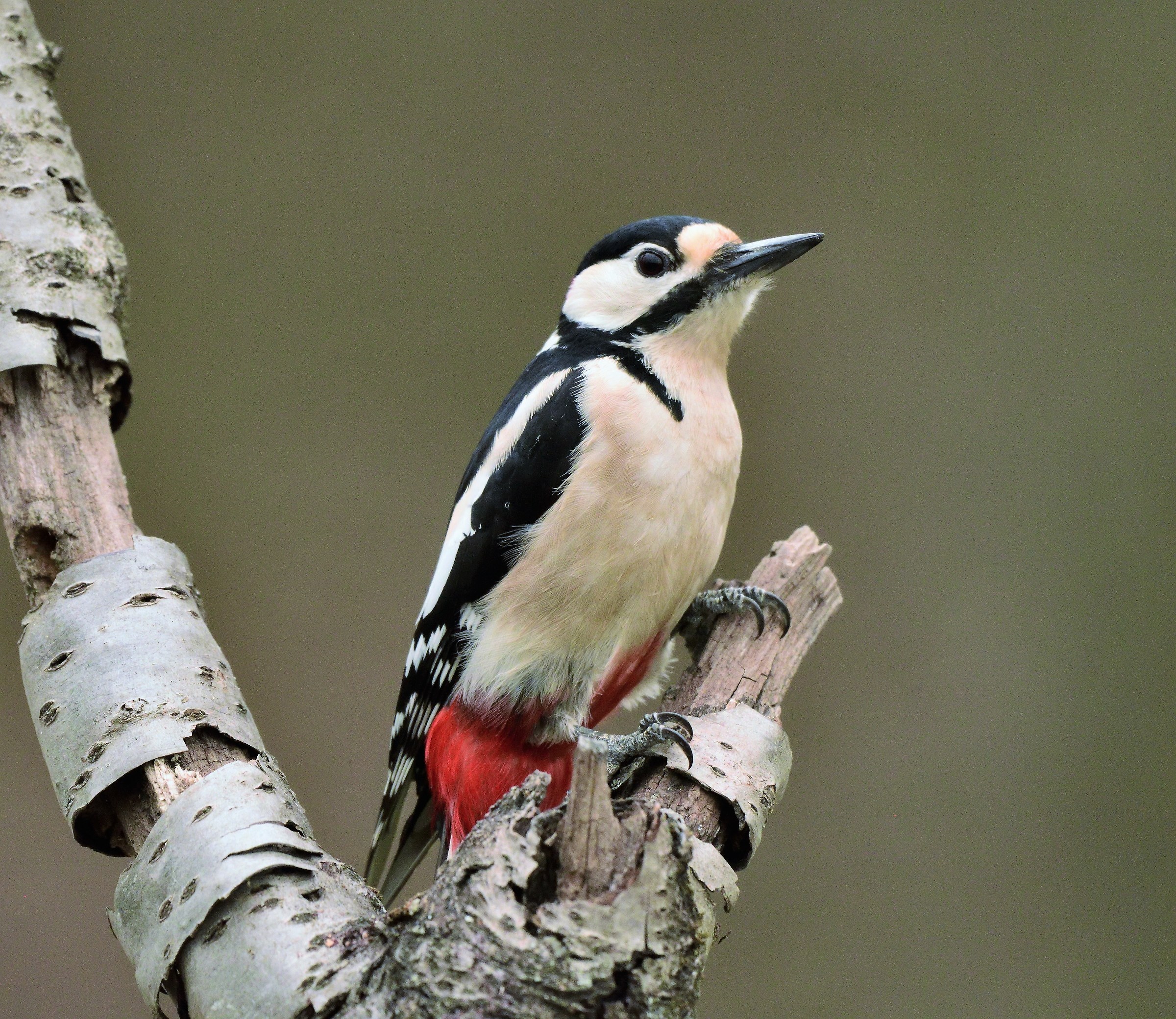 great spotted Woodpecker...