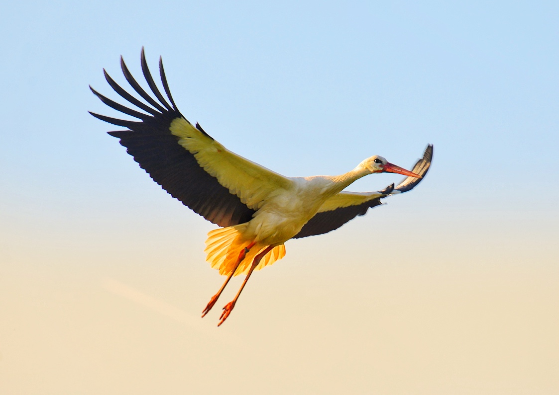 Stork in flight...