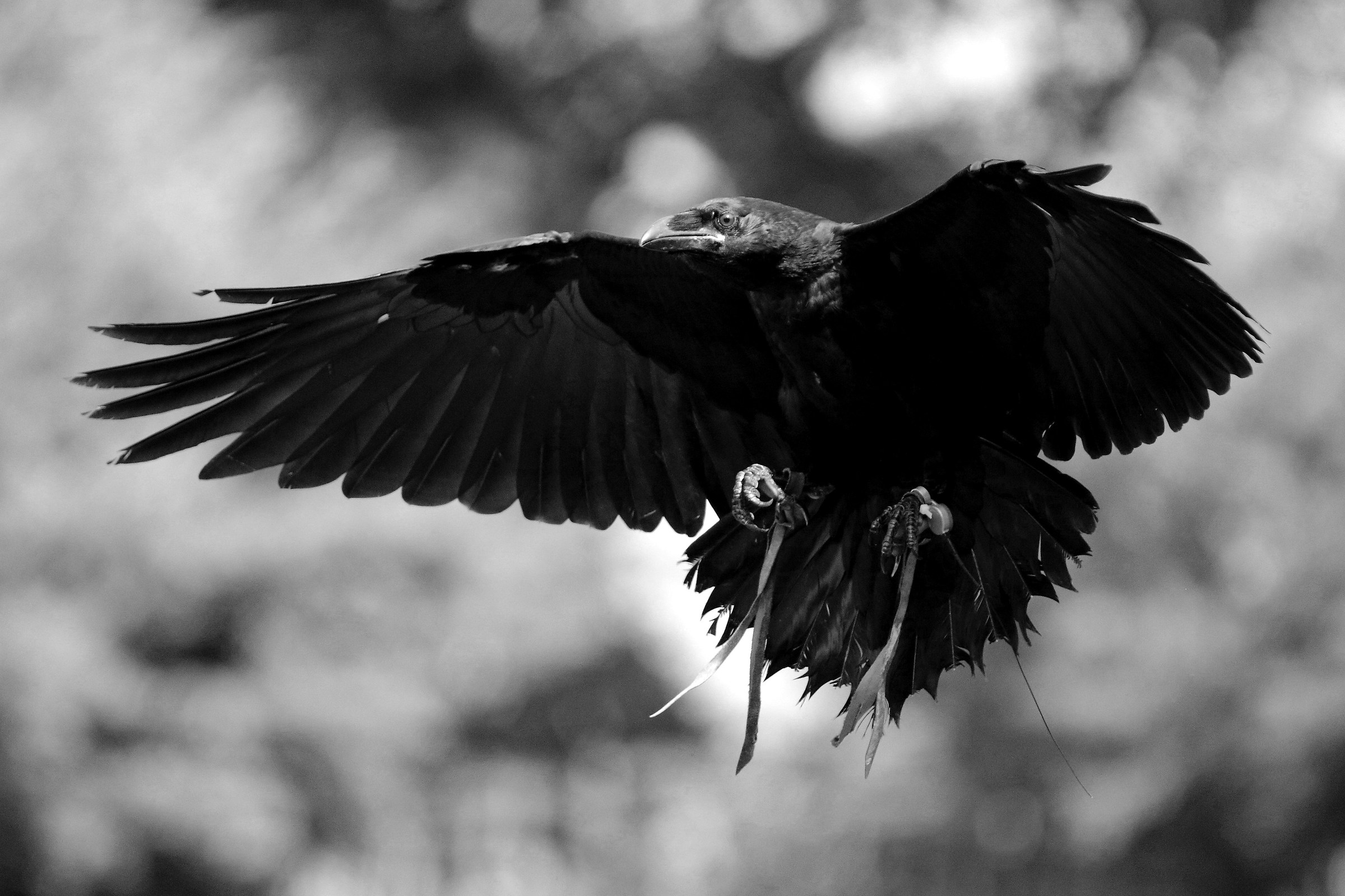 Raven-Falconry...