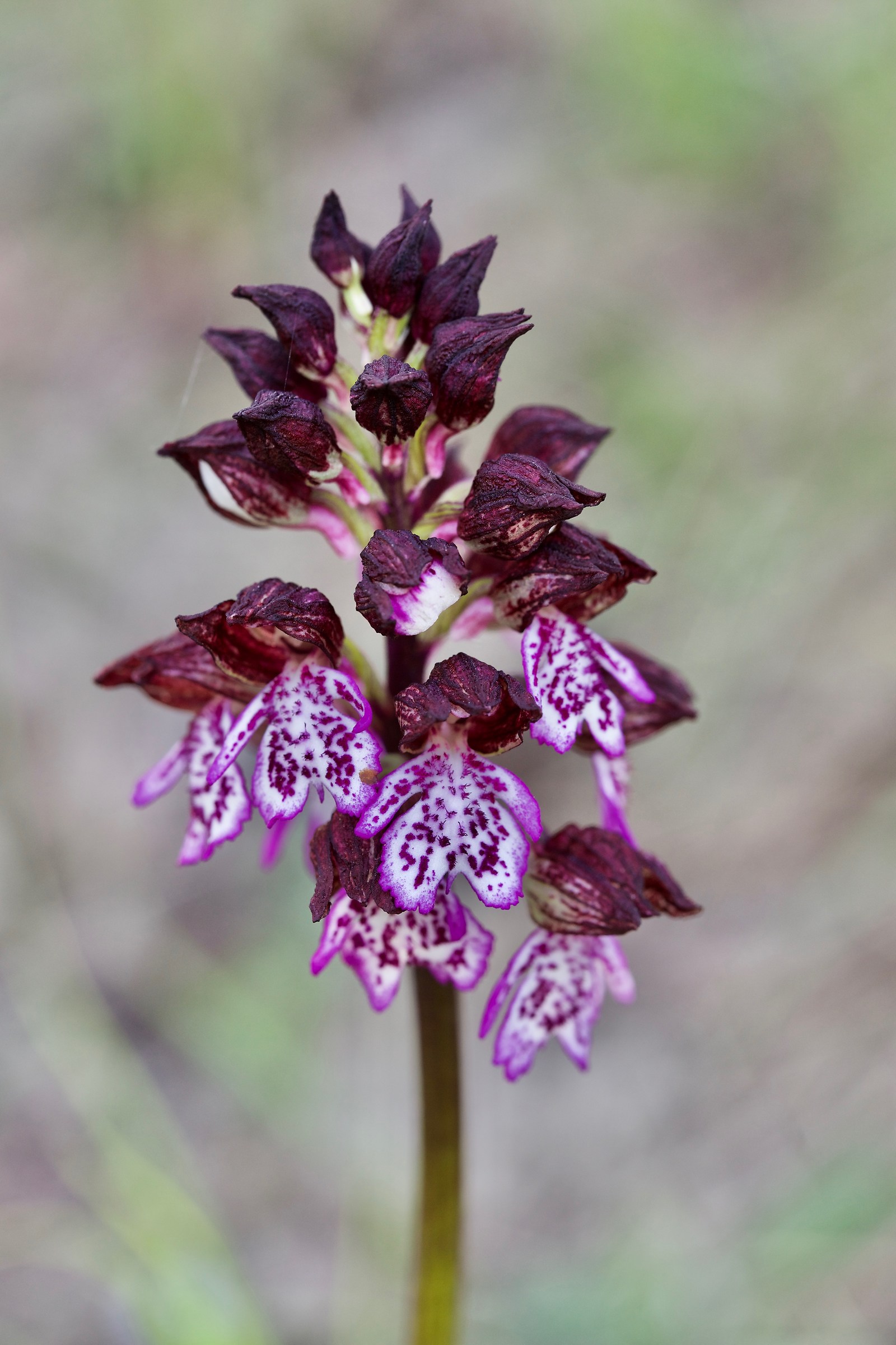 Orchis purpurea (Albaretto Torre)...