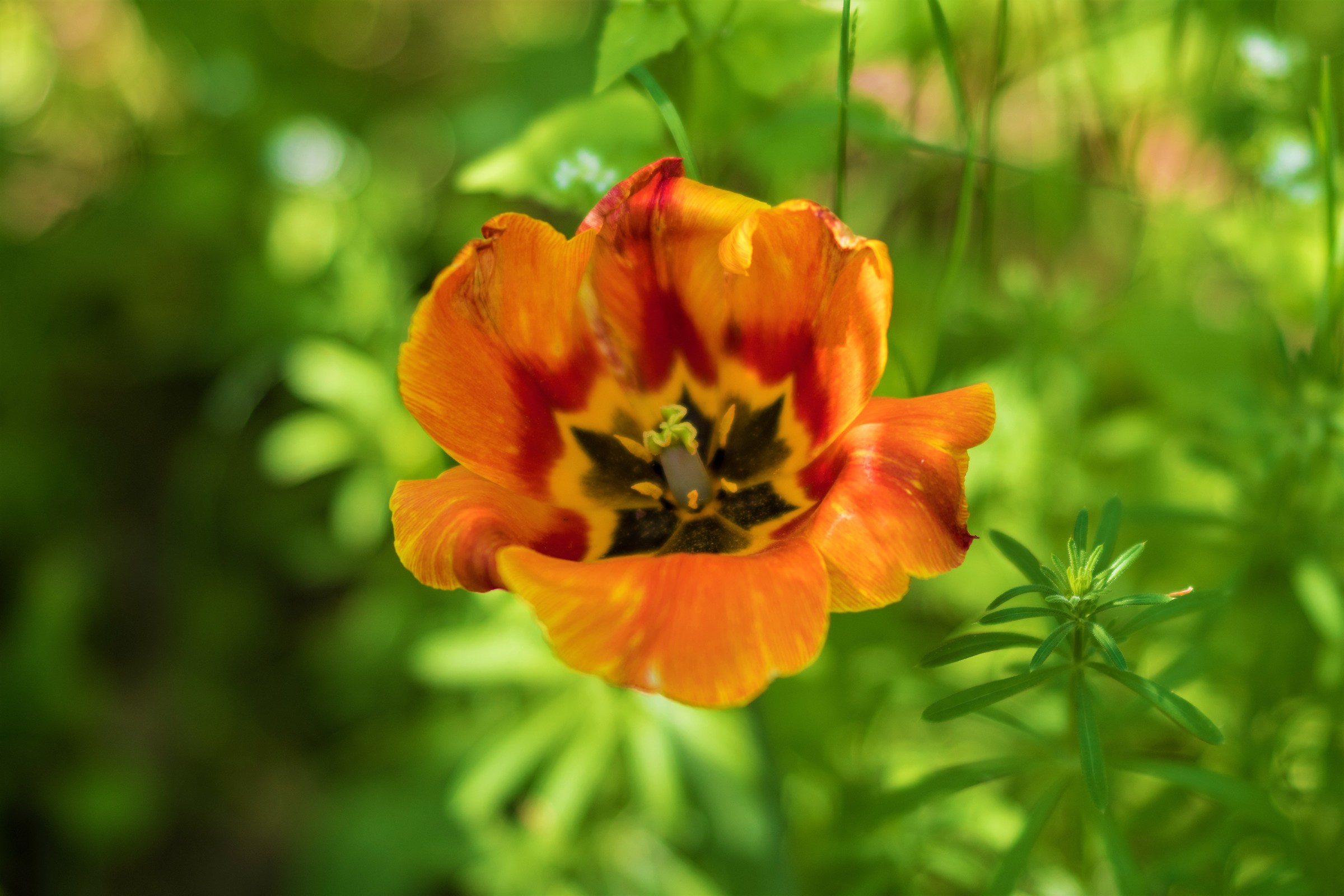 Orange Tulip...