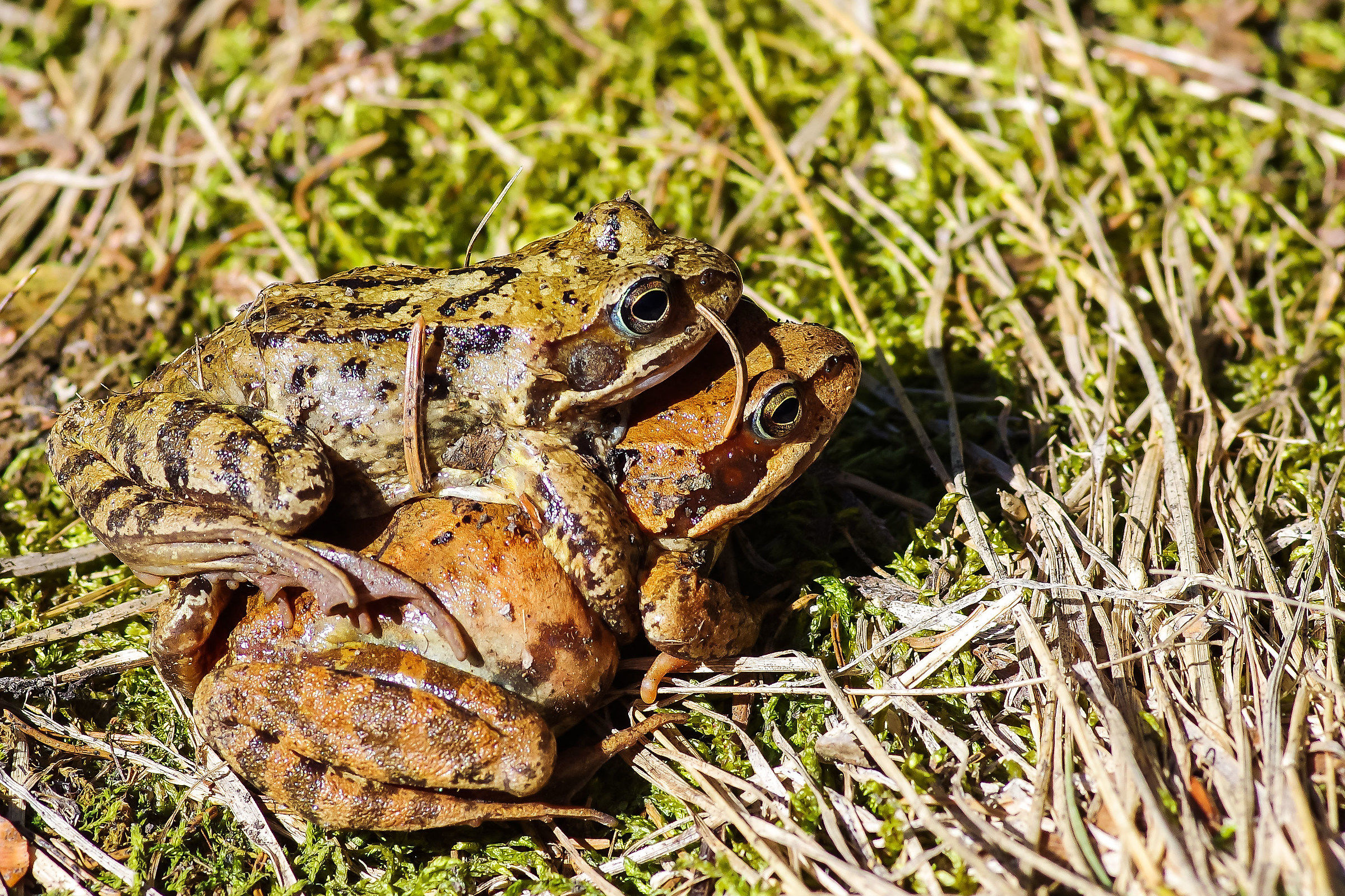 Common frog (Rana fusca)...