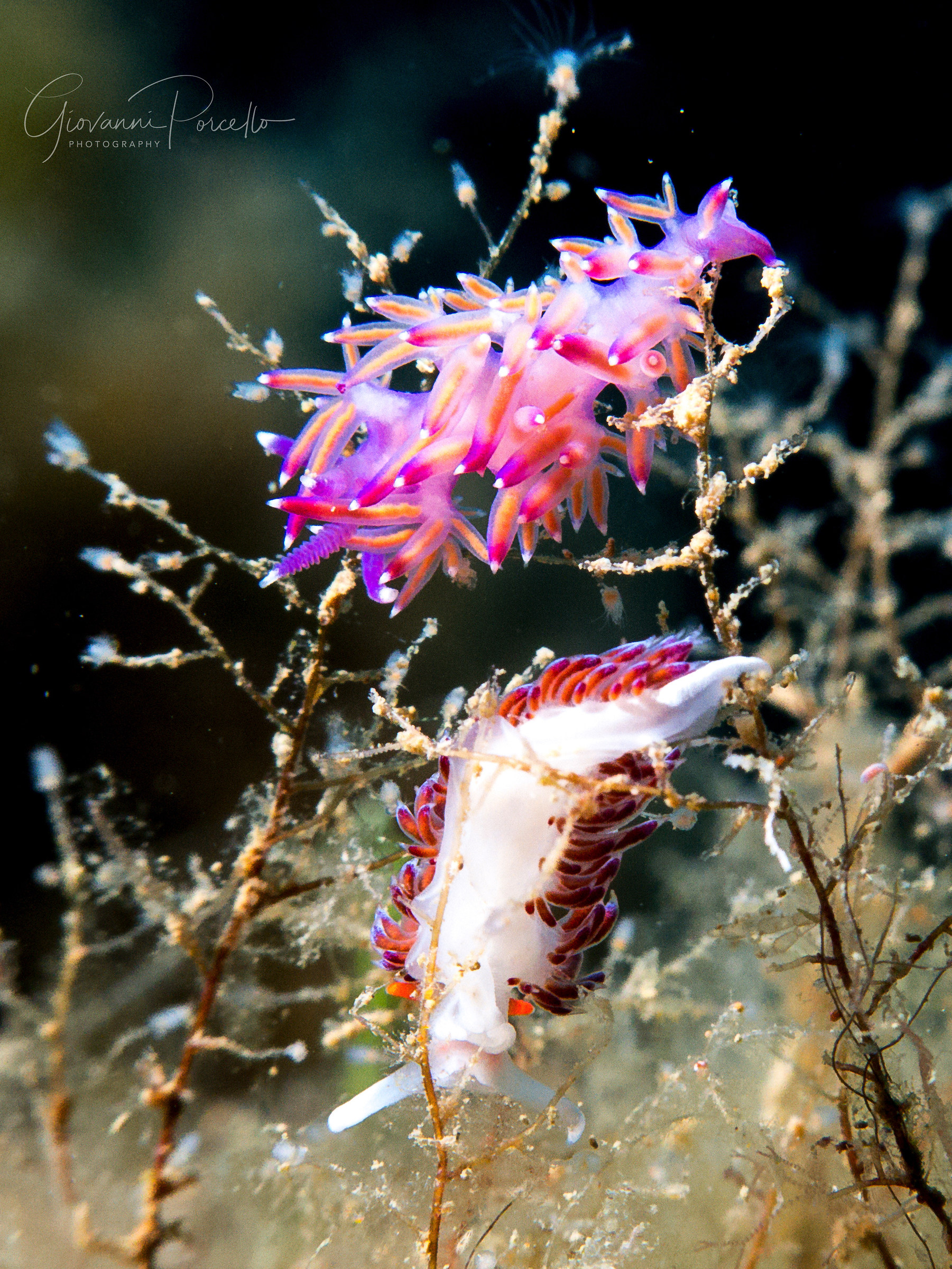 Cratena and Flabellina...