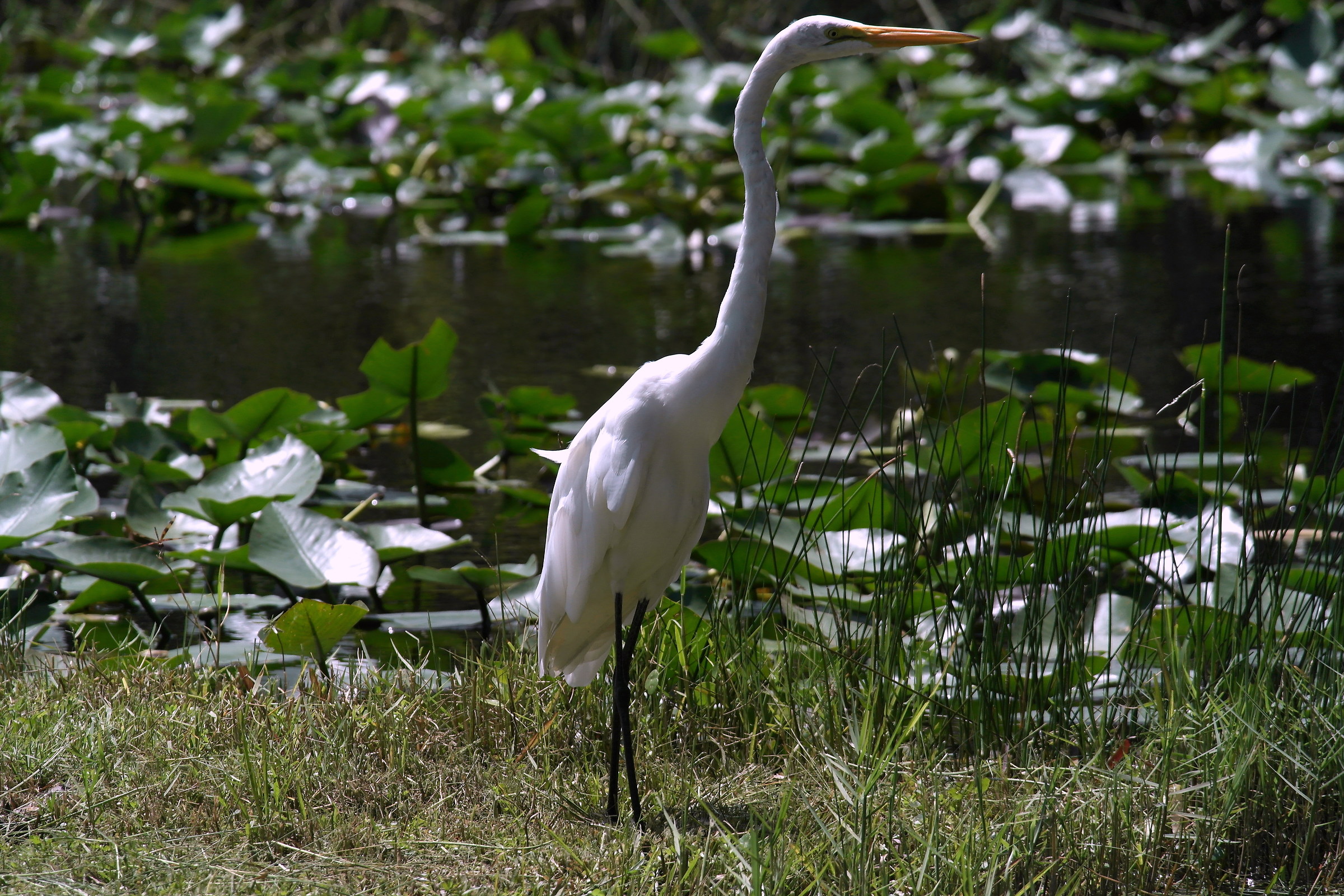 Everglades-Great Egret...
