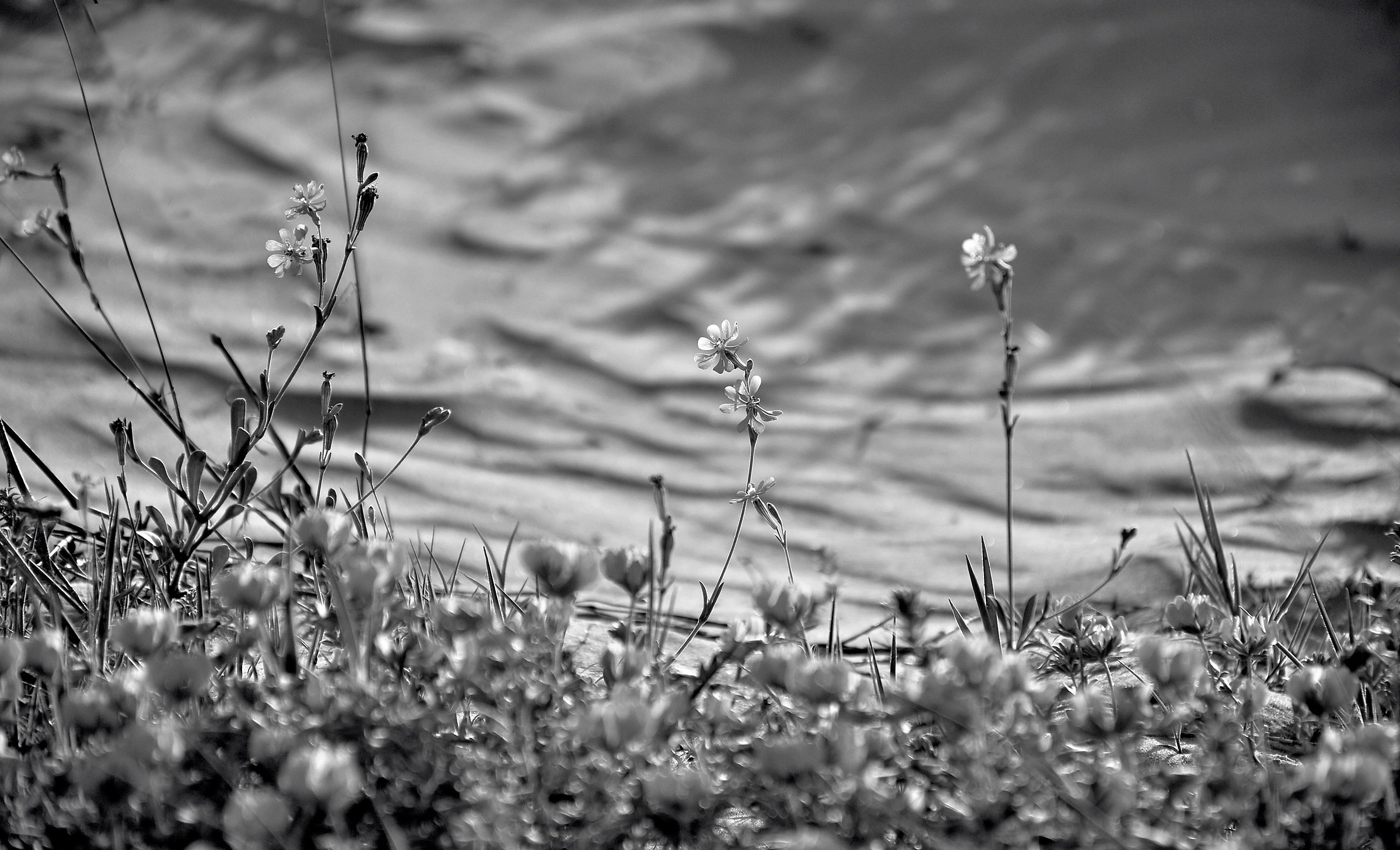 Glass flowers...