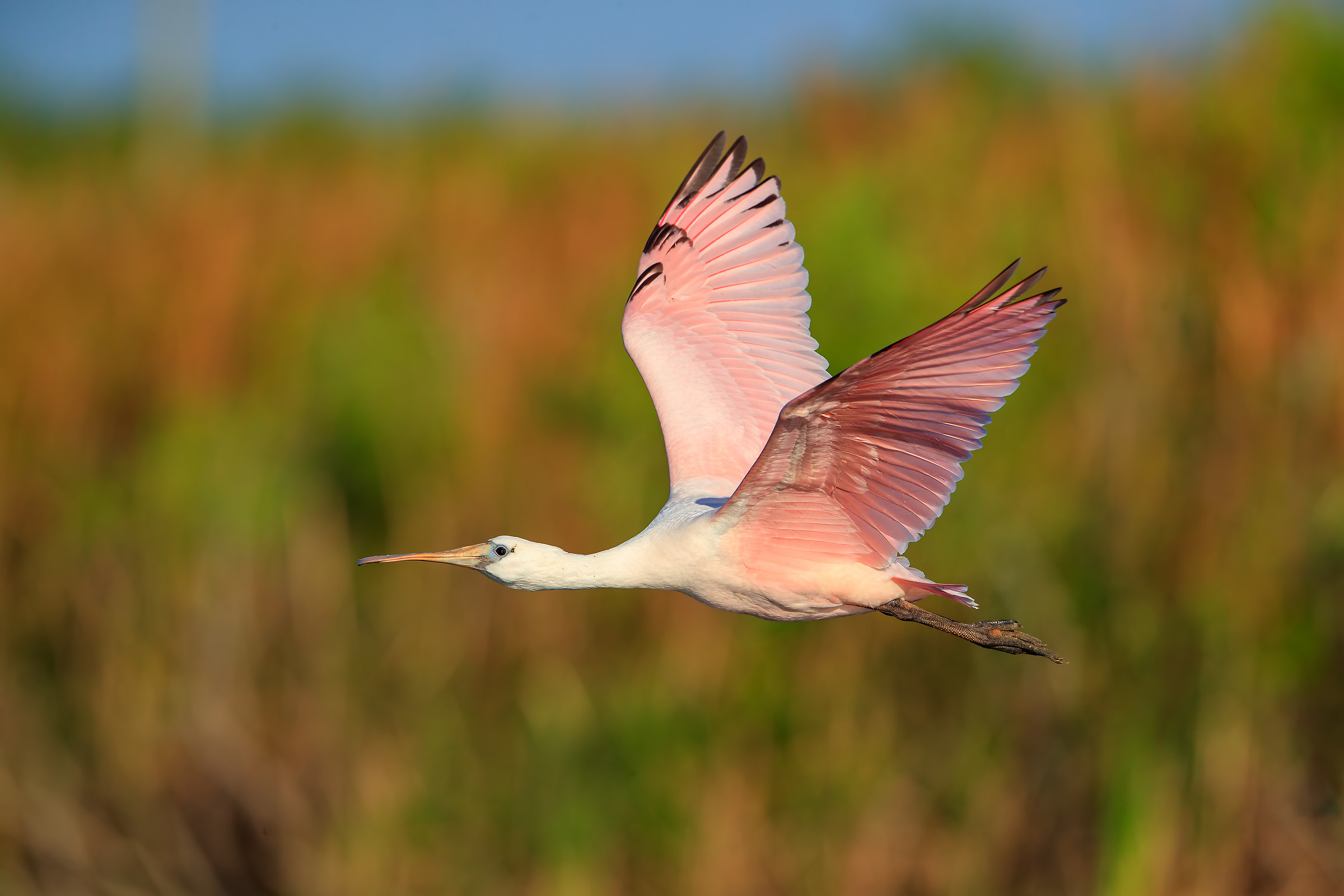 Roseate Spoonbill Young...