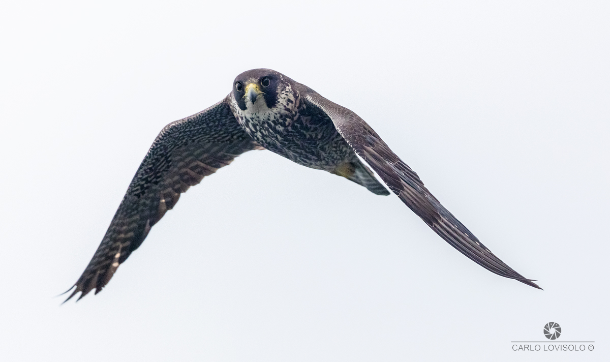 Lo sguardo del Falco pellegrino in volo...