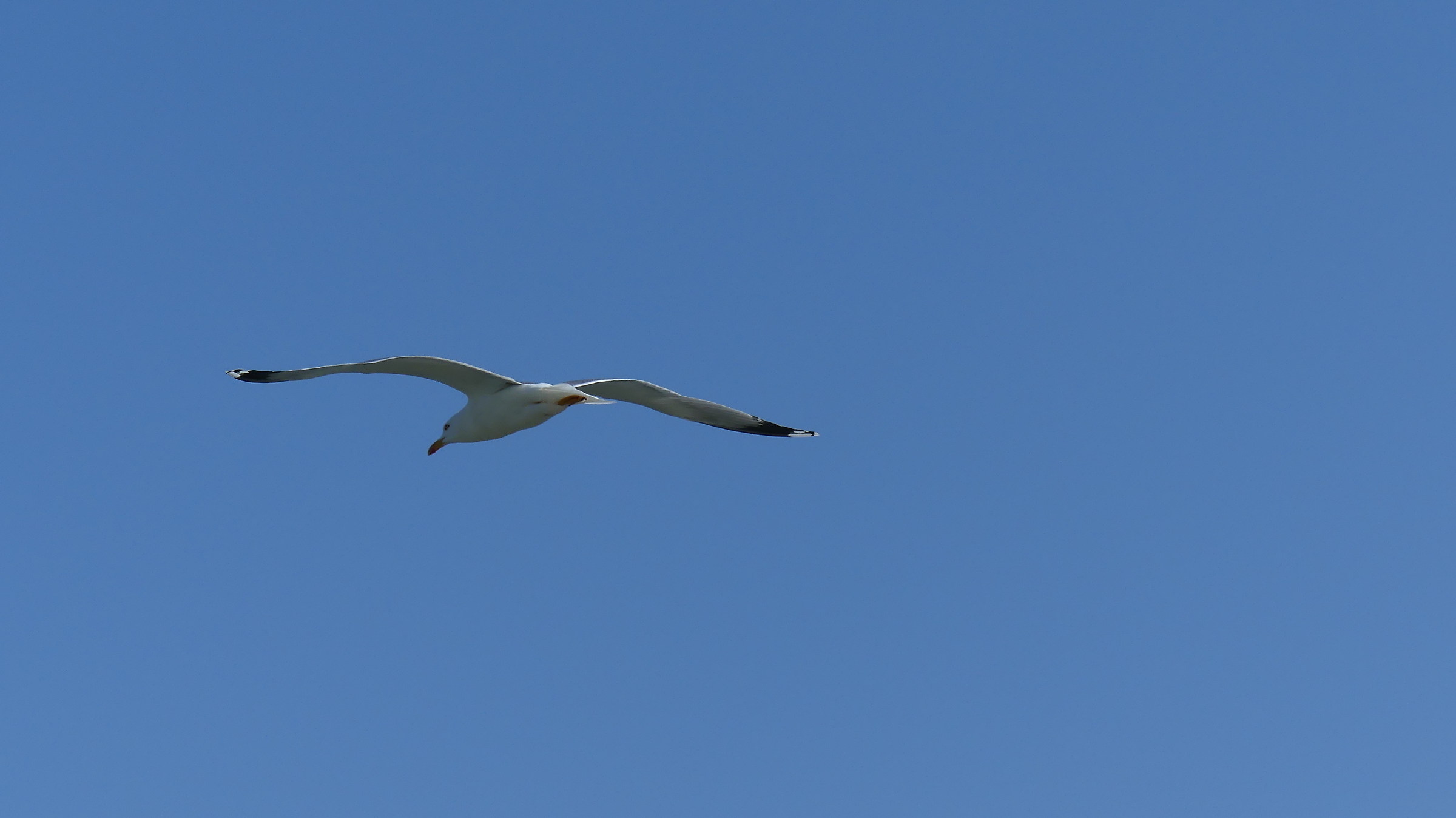Seagull...