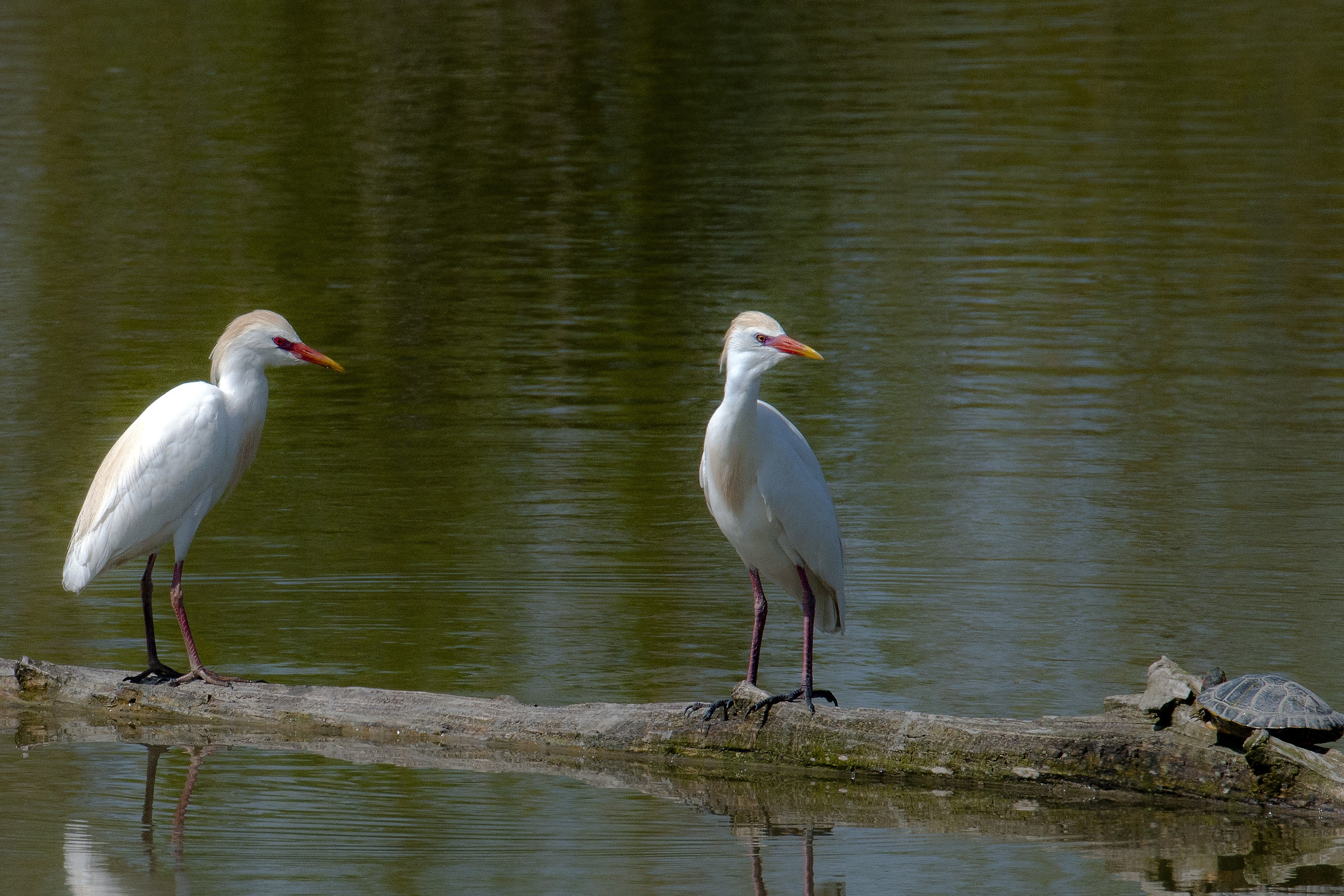 Mimì, Cocò e ..... (Aironi guardabuoi - Bubulcus ibis)...