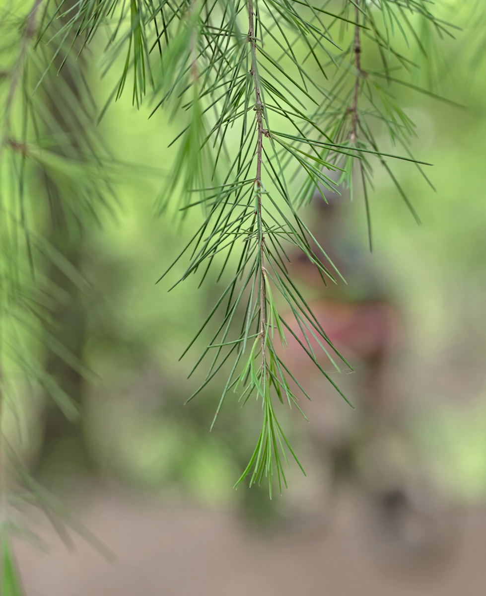 Race between the pines...