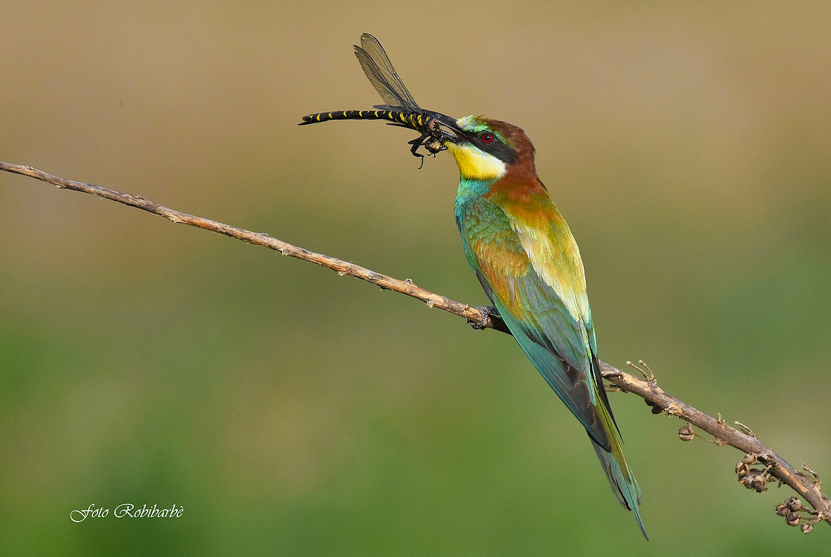 Bee-eater ......