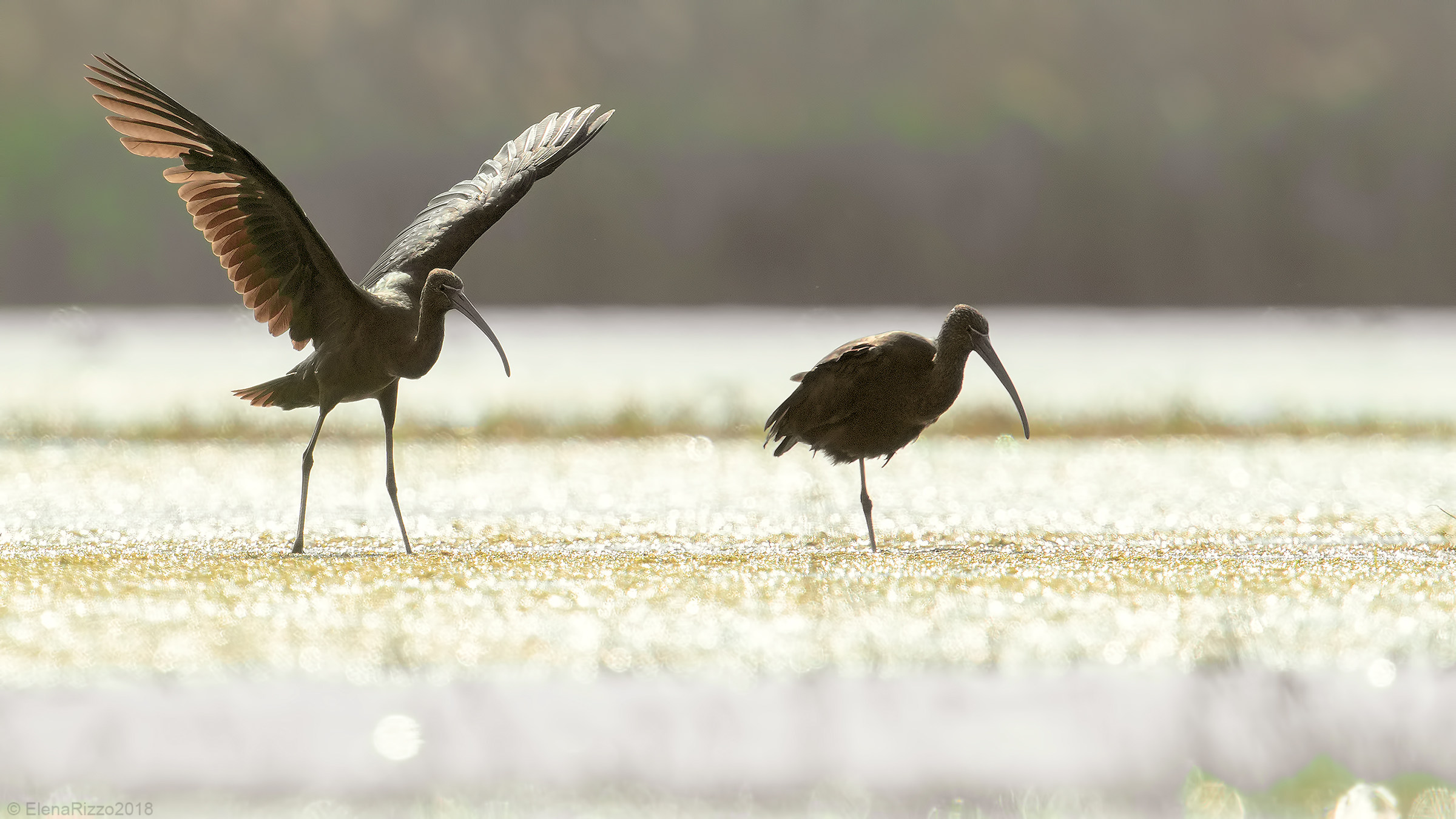 Glossy ibises...