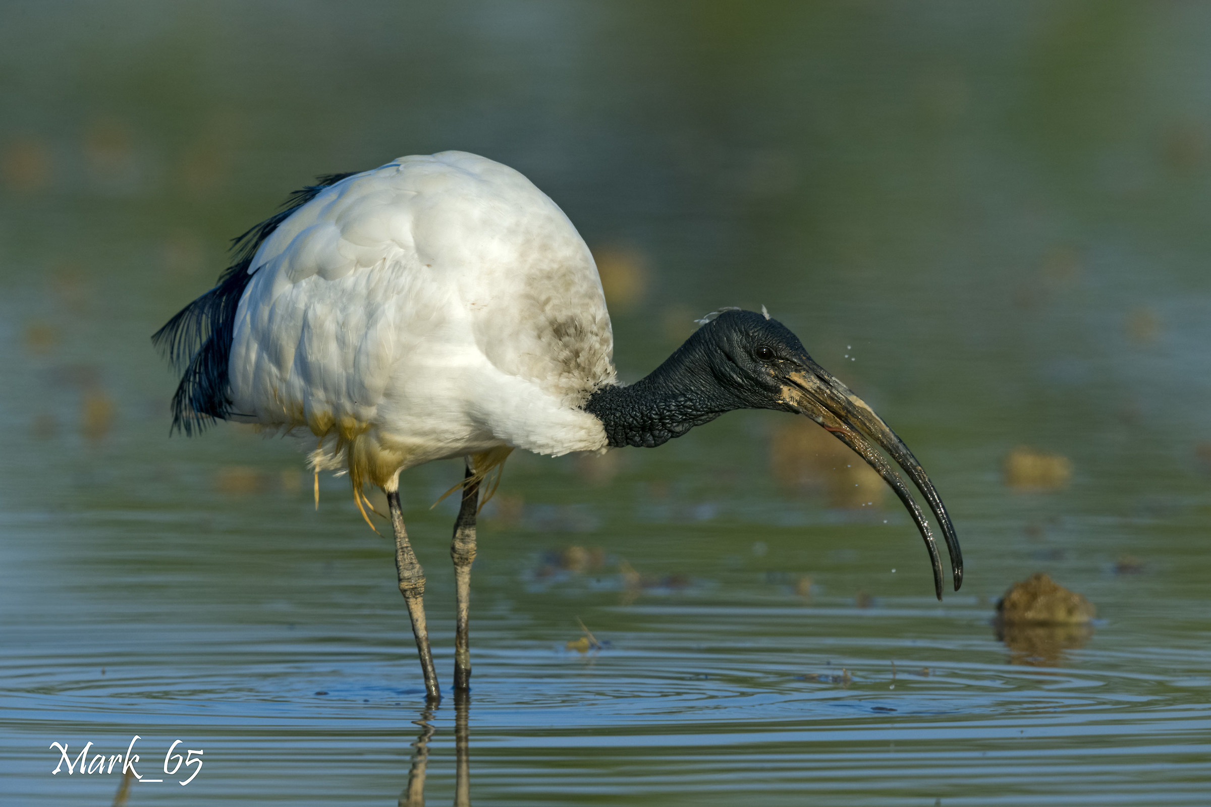 African sacred Ibis...