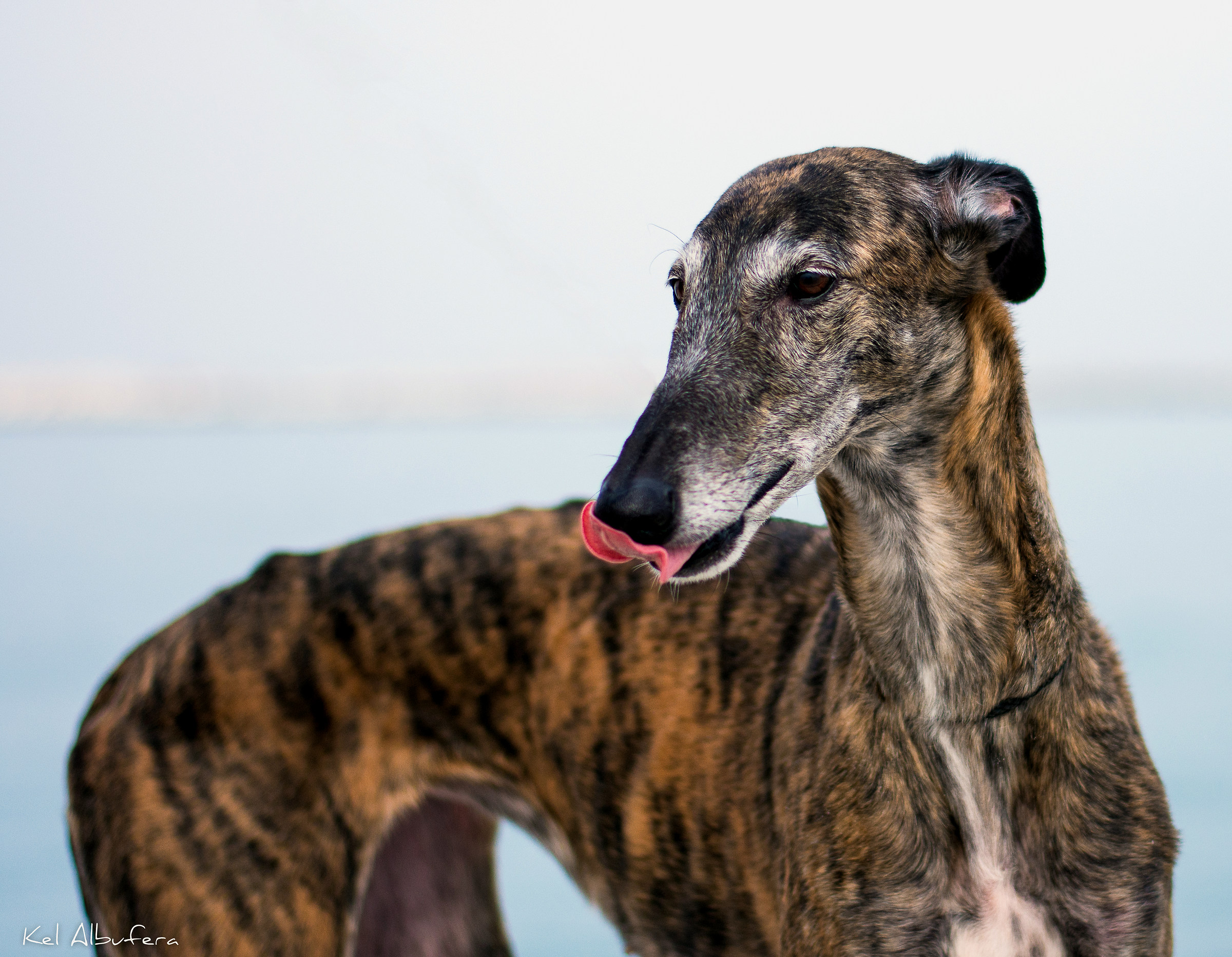 Bufera, galgo español...