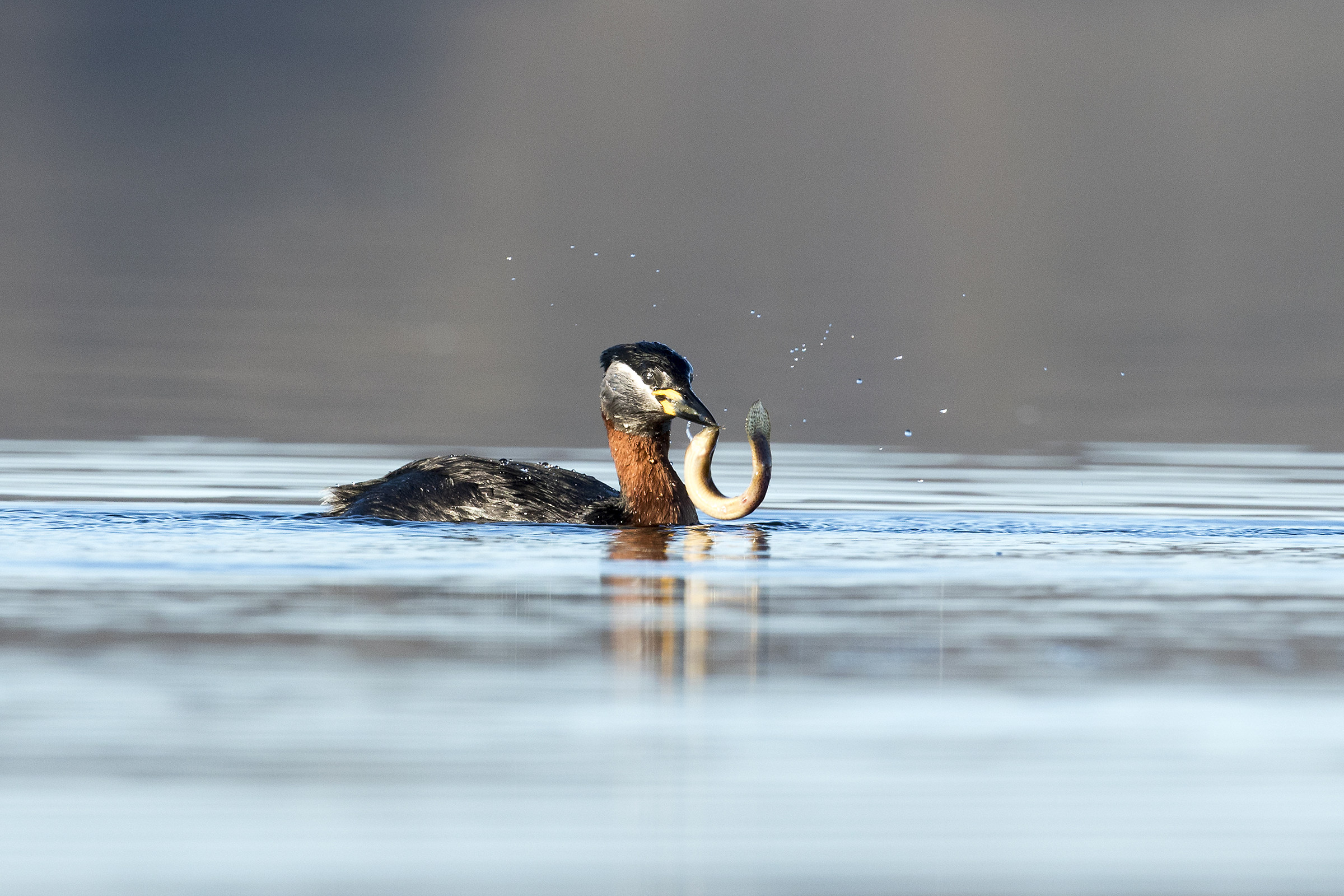 Red-necked grebe at meal...