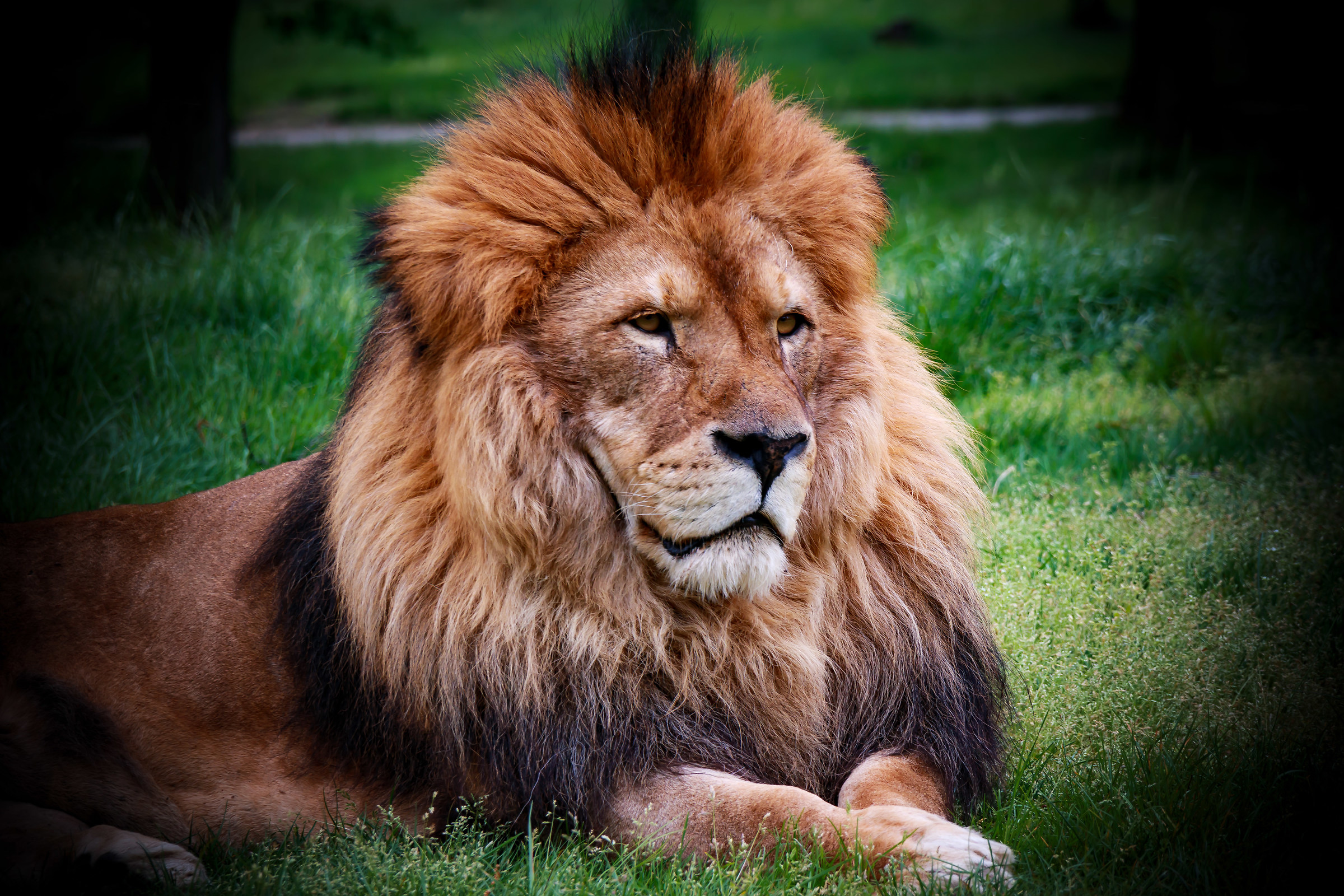 His Majesty "The Lion"...