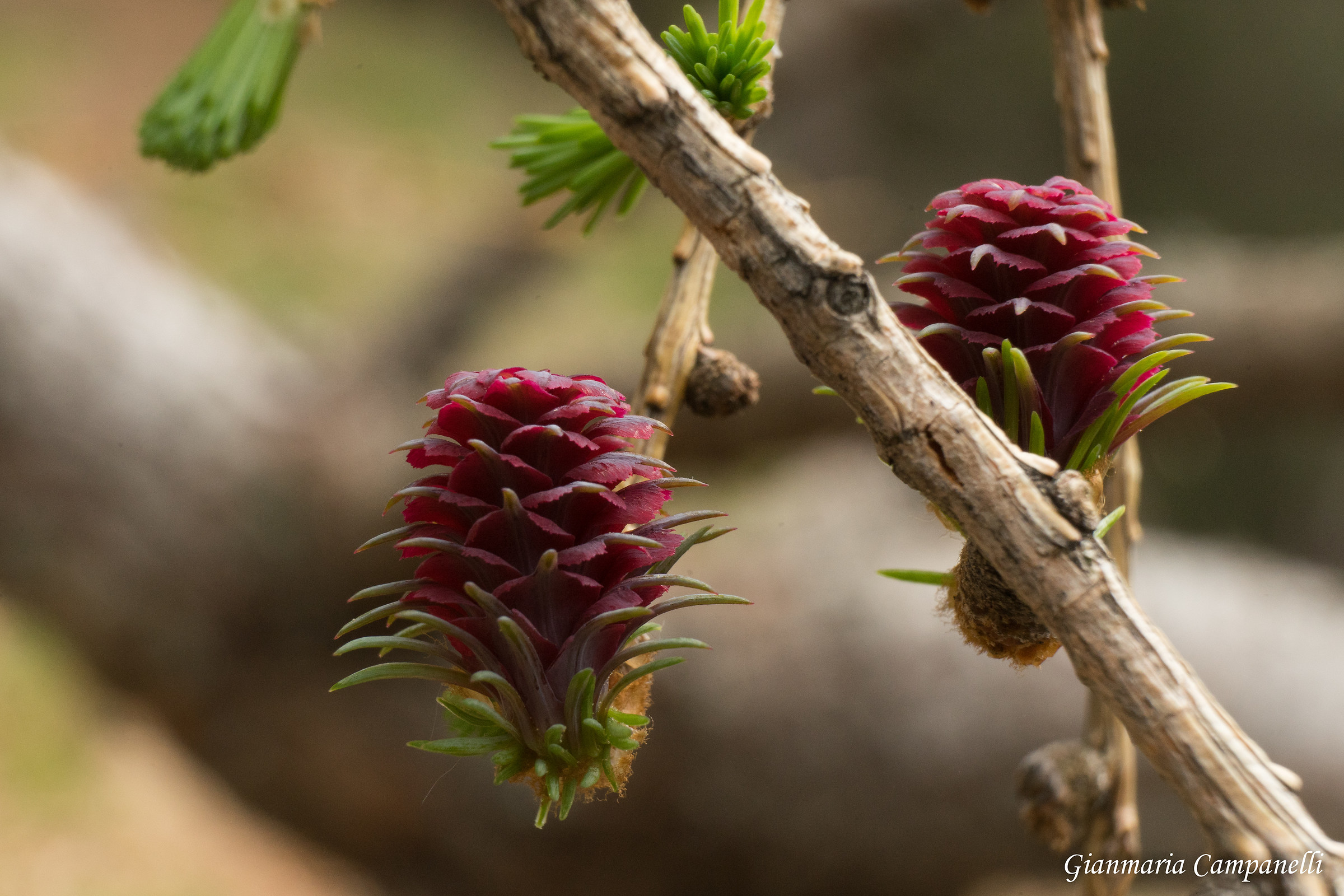 Female cones of Larix decidua...