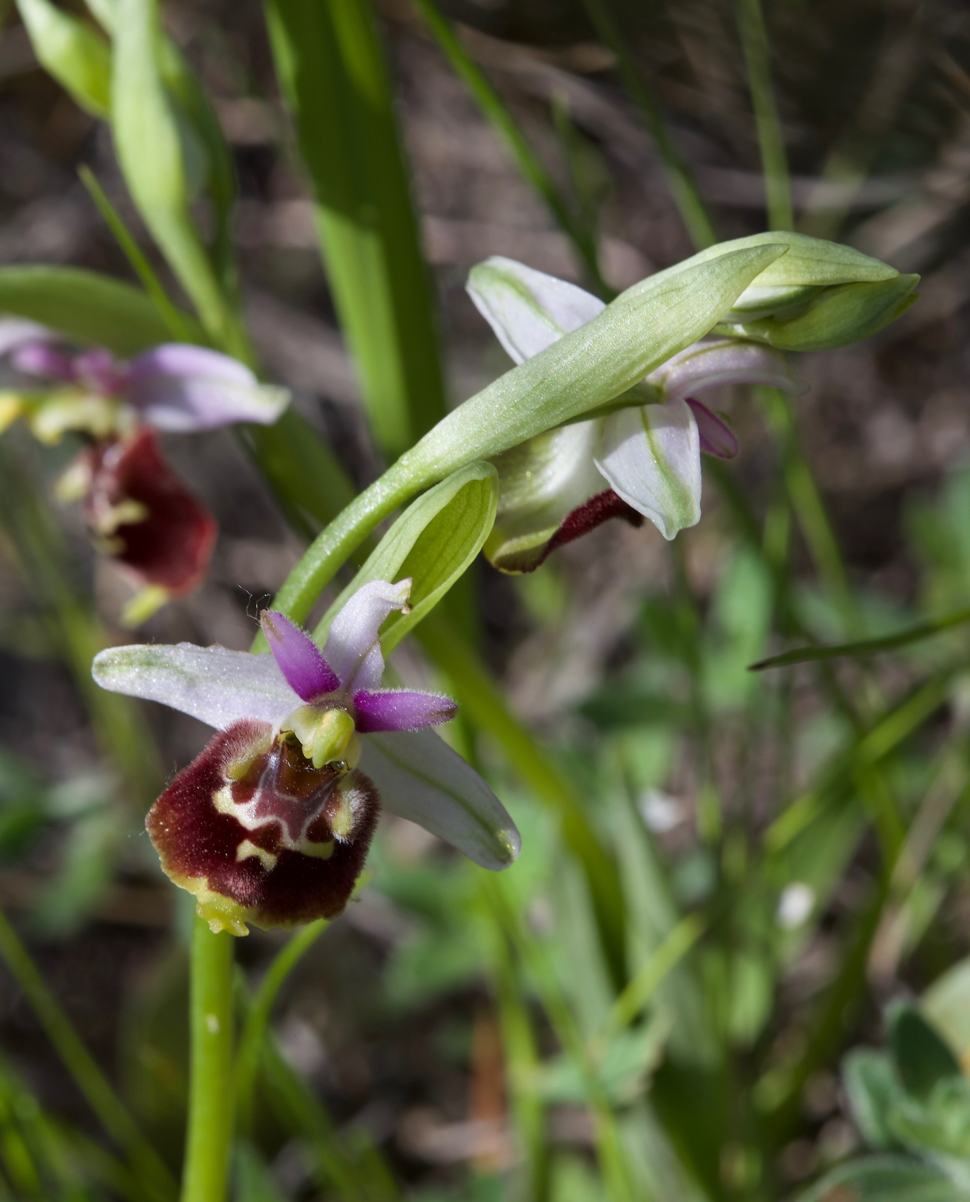 Ophrys appennina...