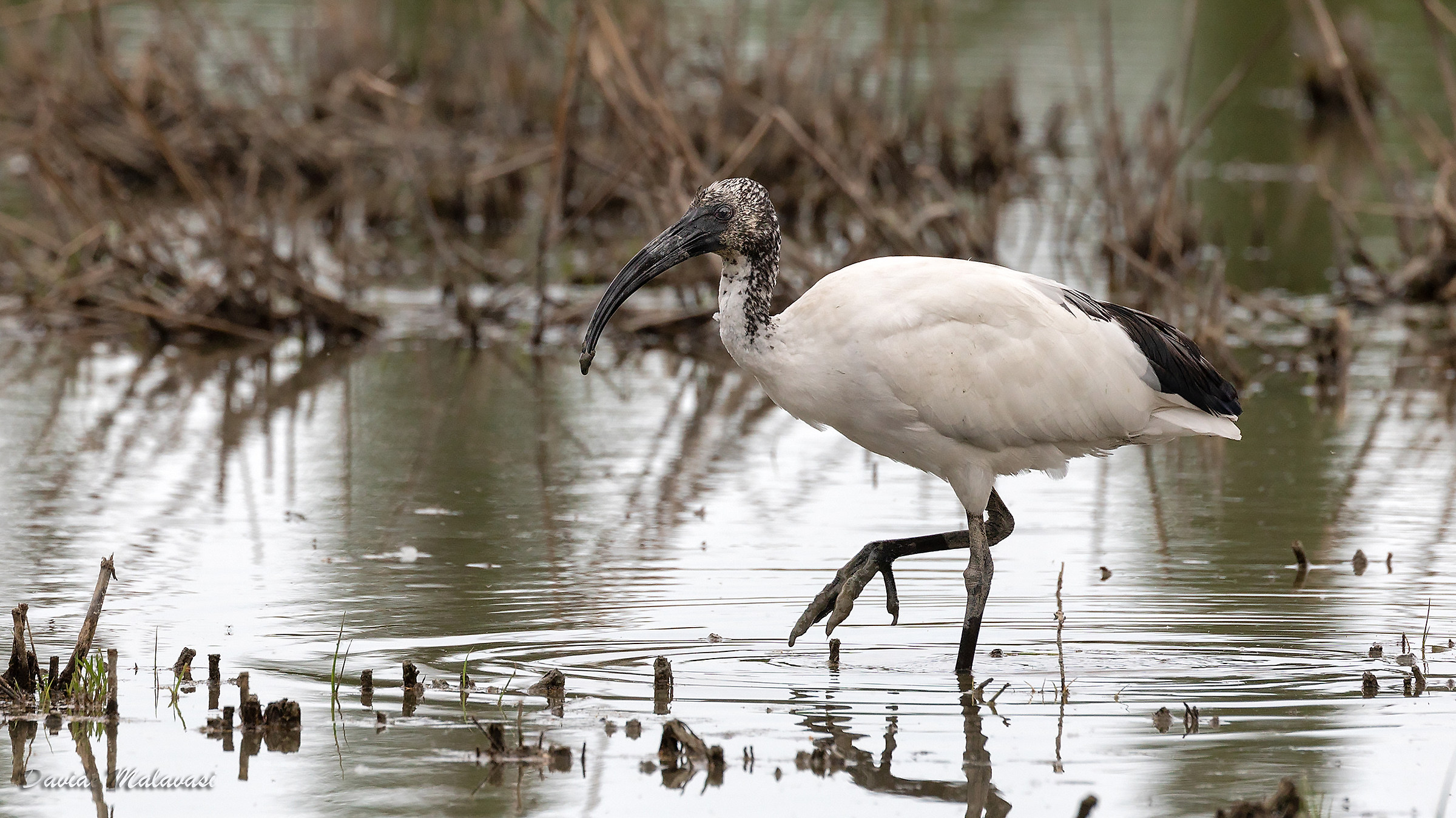 African sacred Ibis...