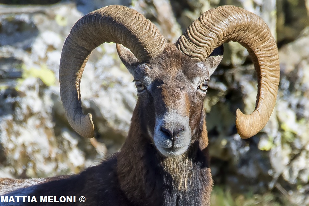 Mouflon Ovis musimon-Sardinian...