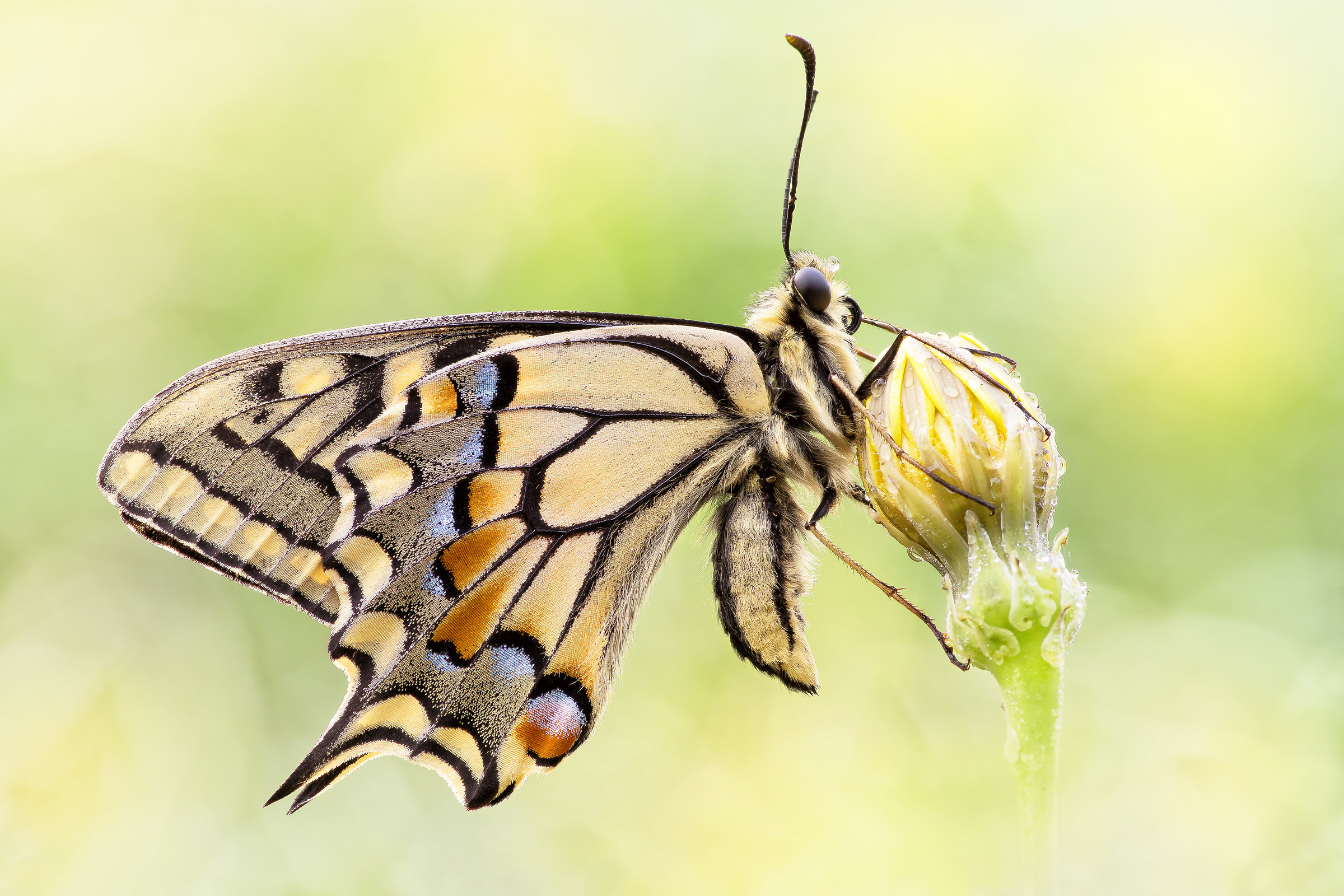 Papilio machaon (Linnaeus, 1758)...