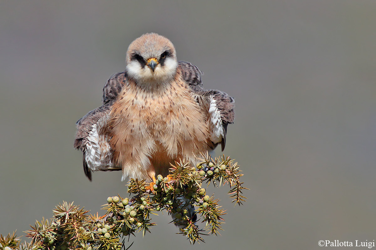 Red-footed Falcon (Falco vespertinus) ...