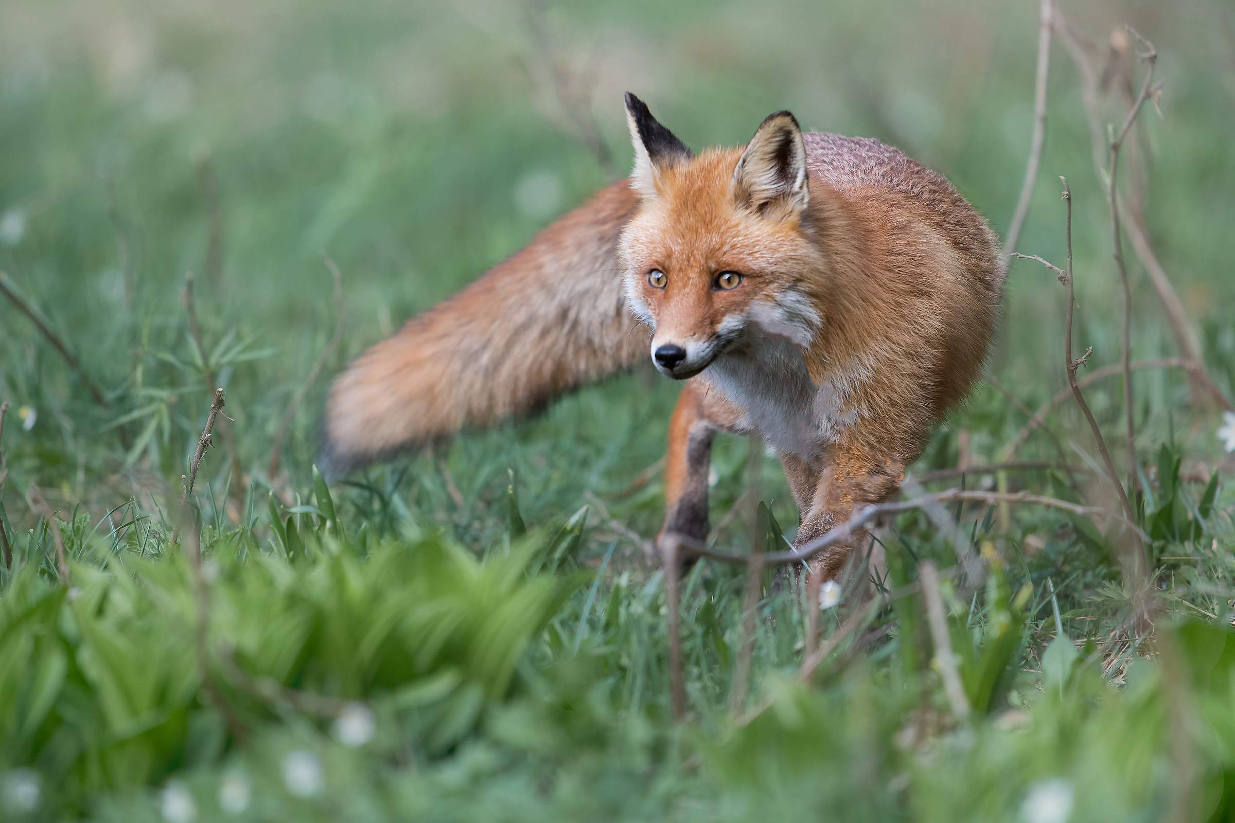 Fox of Gorski Kotar...