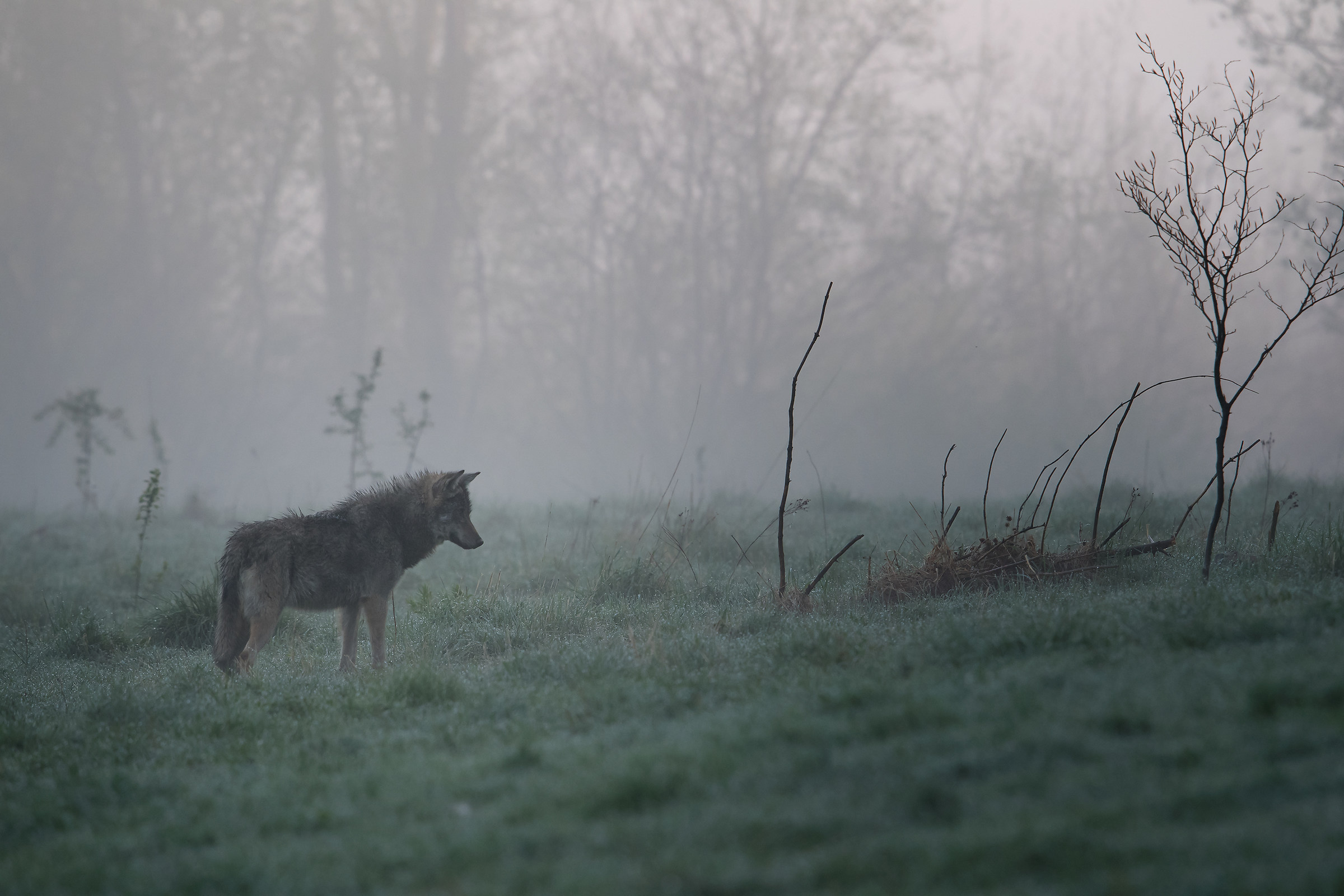 Wolf in the fog...
