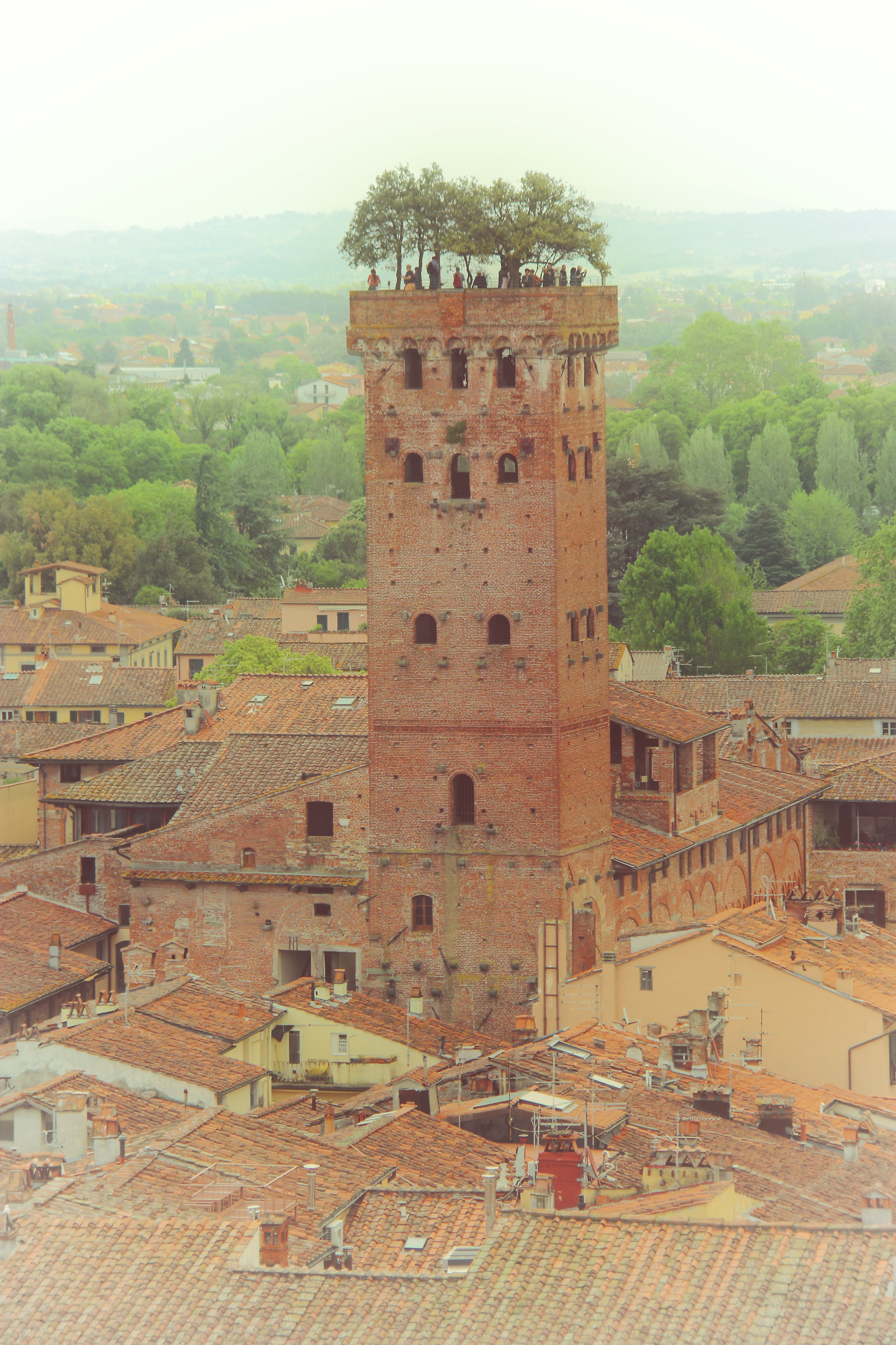 Lucca torre Guinigi...