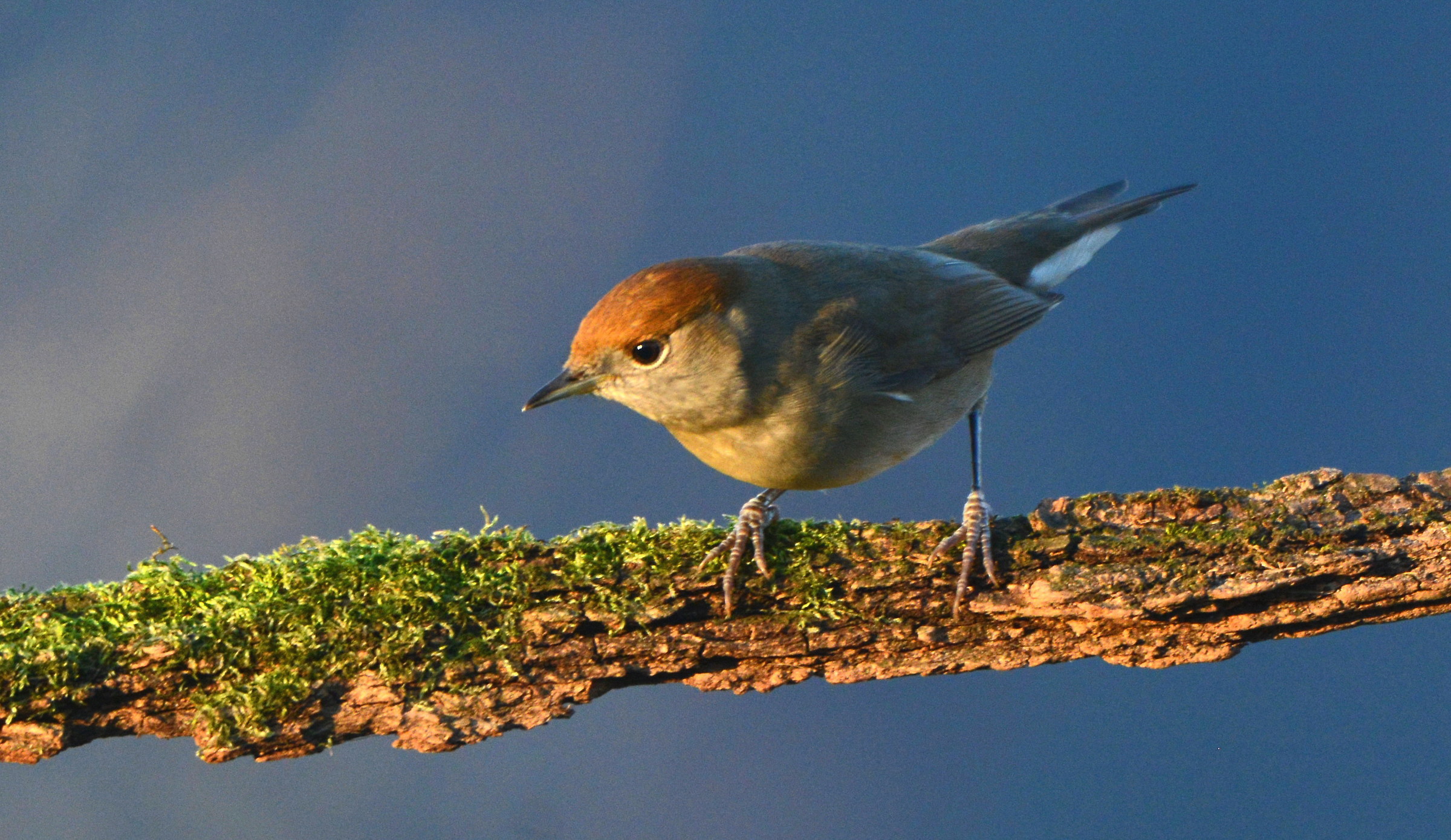 blackcap...