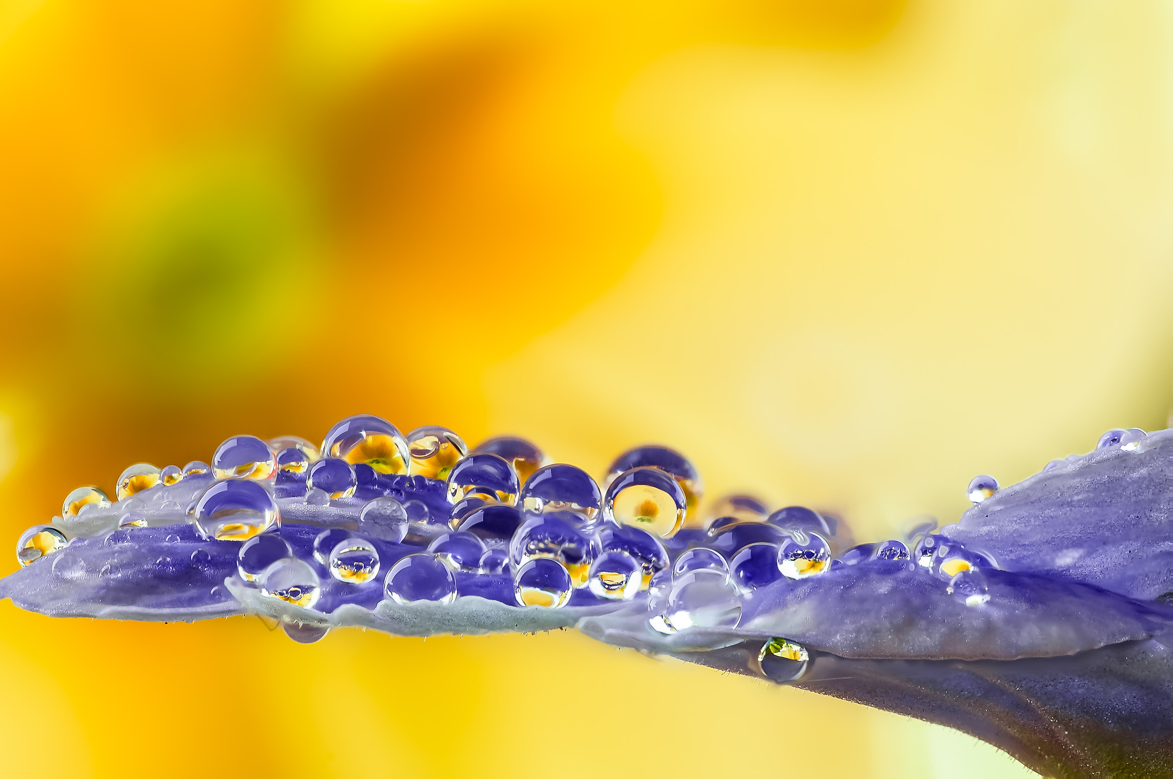 Drops & Flowers Macro Photography by Mario Jr Nicorelli...
