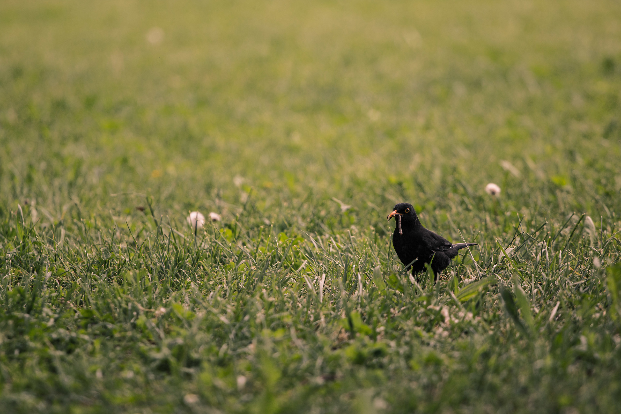 Turdus Merula-Blackbird...