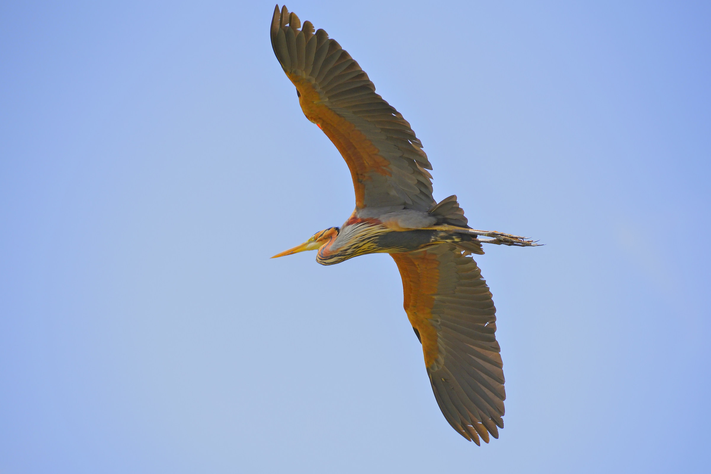 The wingspan of the Red Heron...