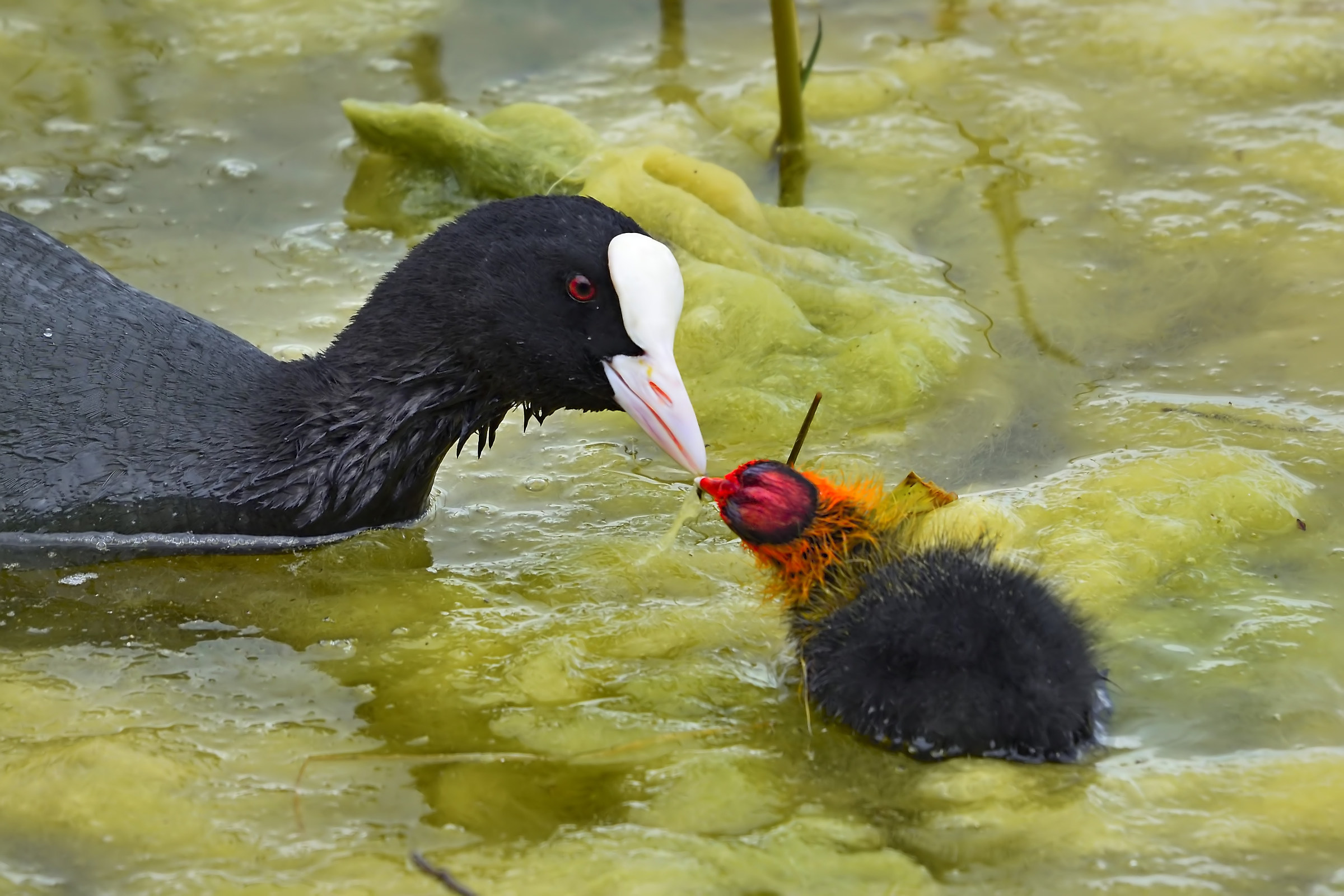The love of the coot towards the Offspring...