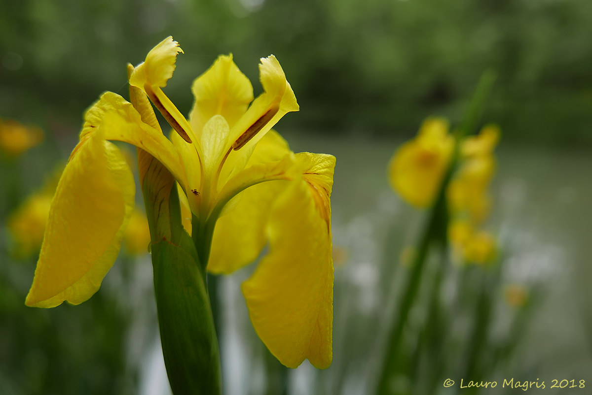 Iris of Water (Iris Pseudacorus)...