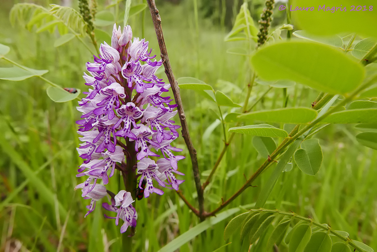 Military Orchid (Orchis militaris)...