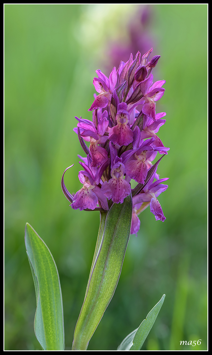 Orchid Sambucina...