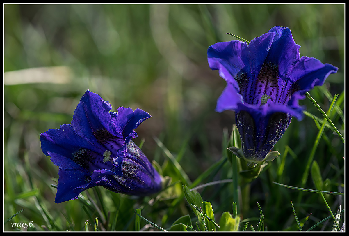 genziana di Koch...
