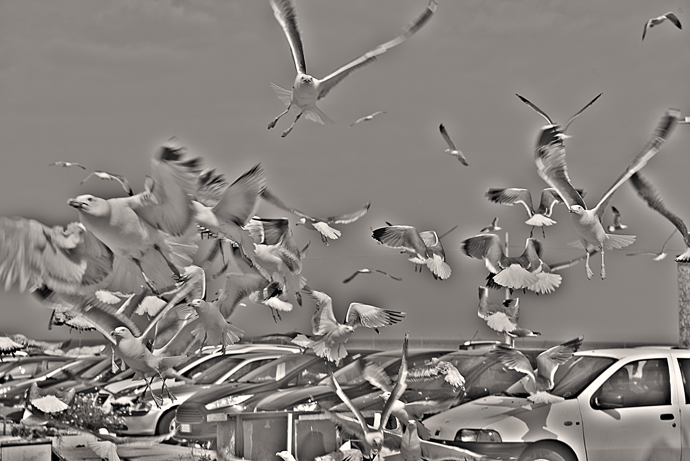 Seagulls in BN...