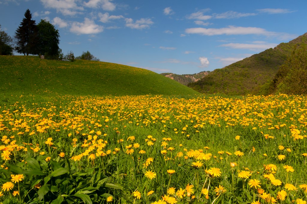 Nature Dresses Yellow...