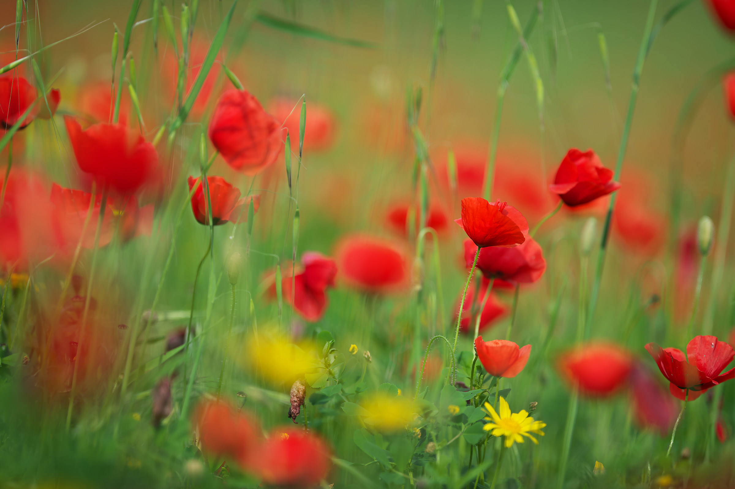 Red Poppies...il Flower of the beautiful season...