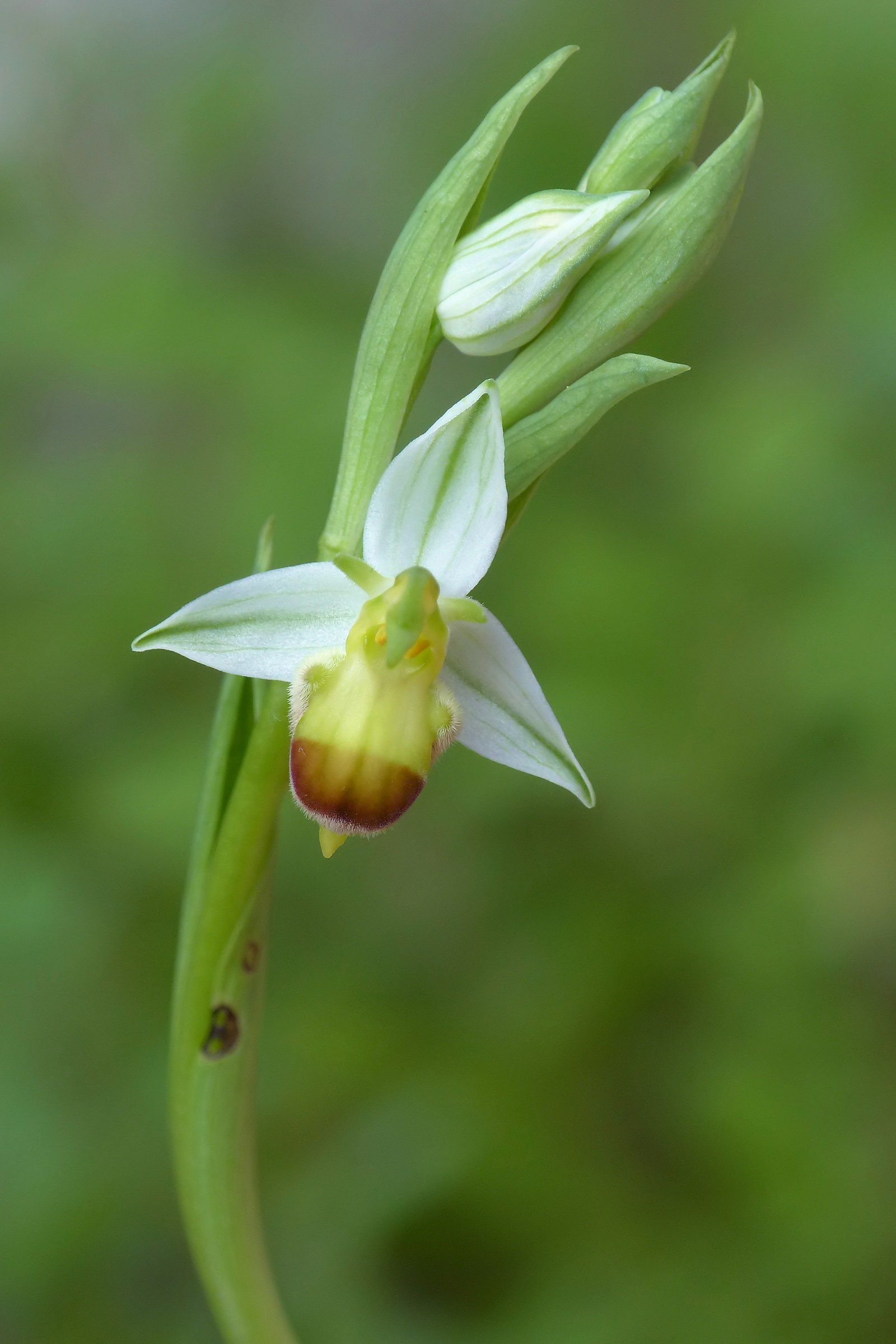 Ophrys apifera bicolor...