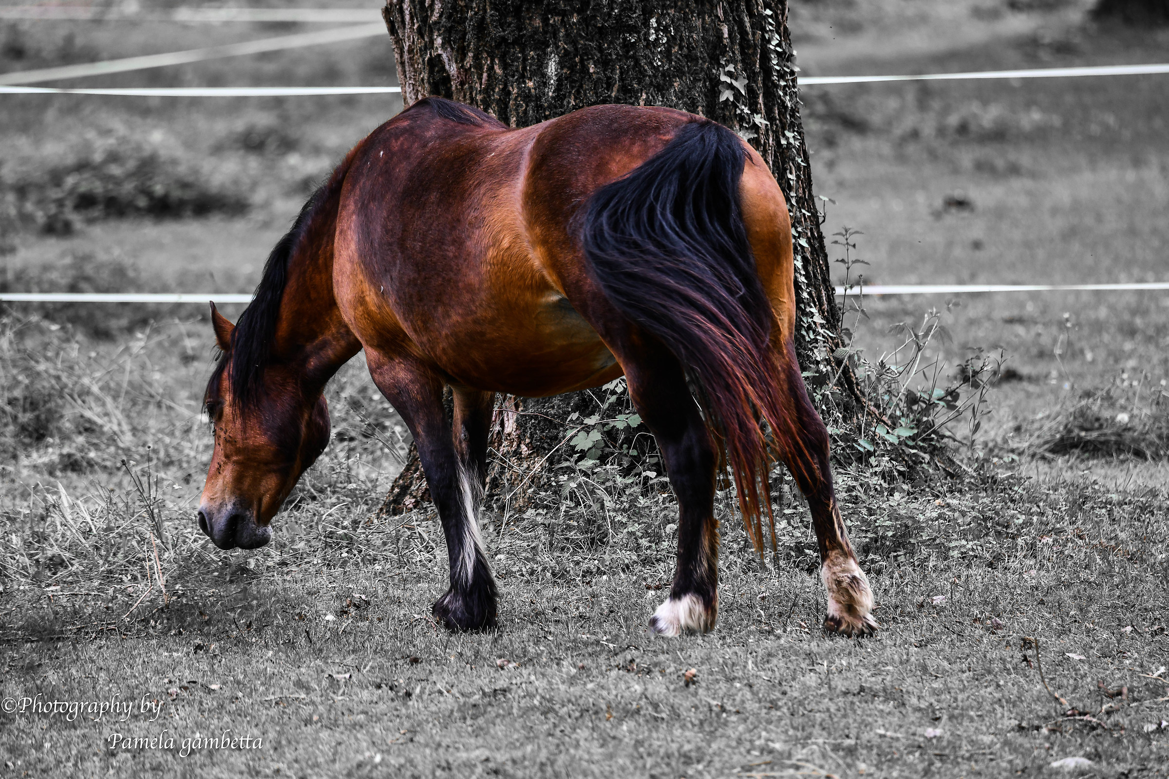 Horse...