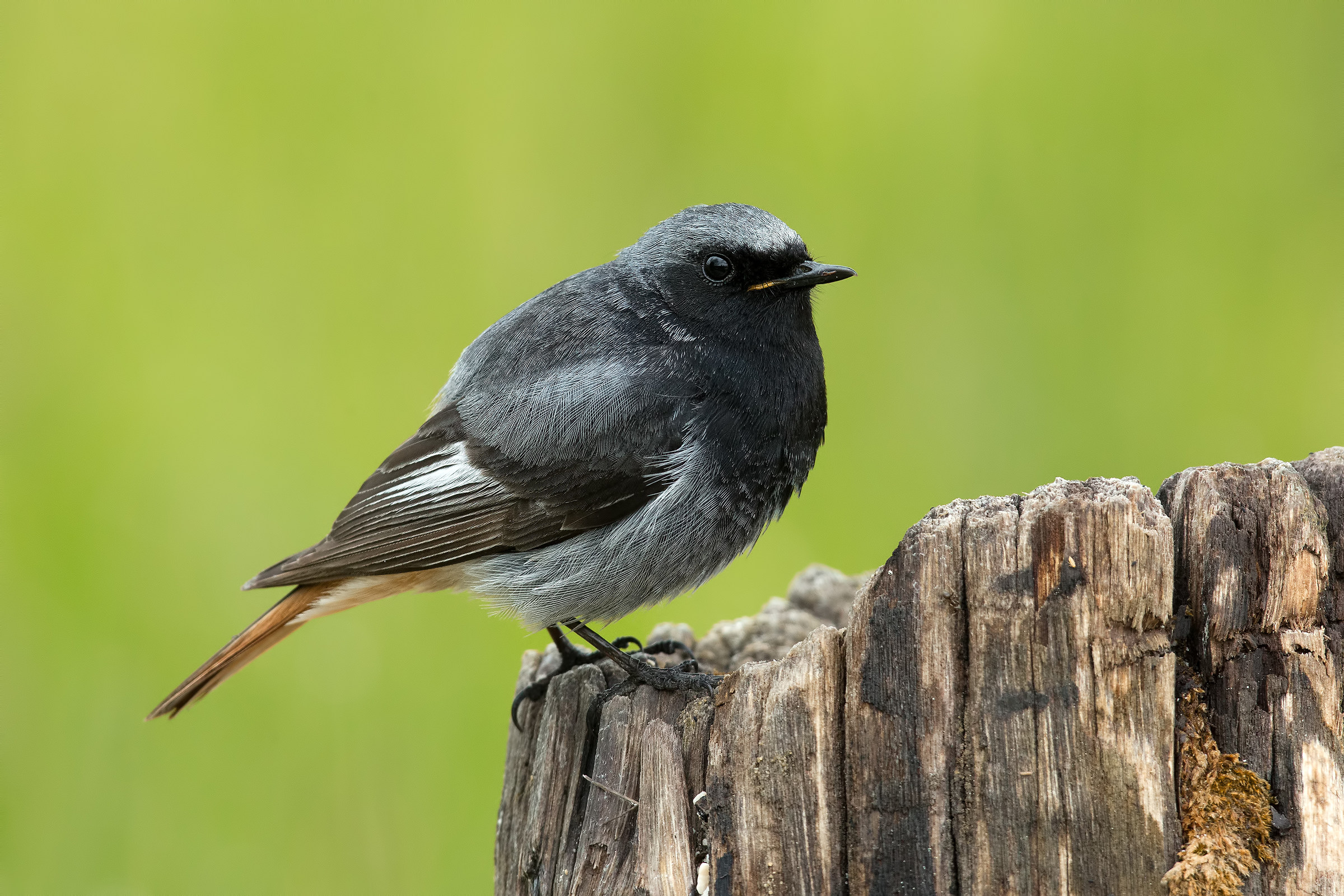 Redstart chimney Sweep (m)...