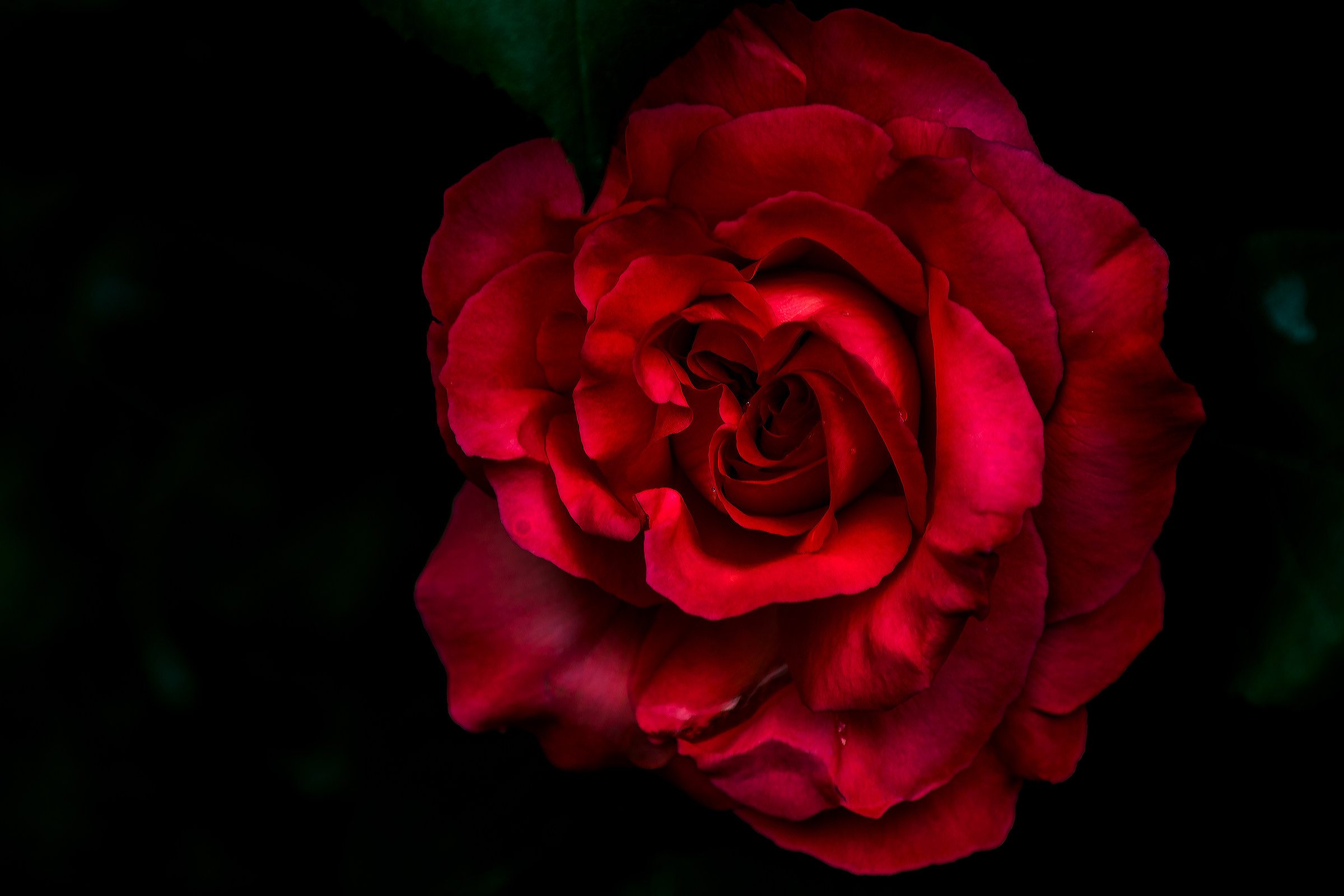 Simply Rose...