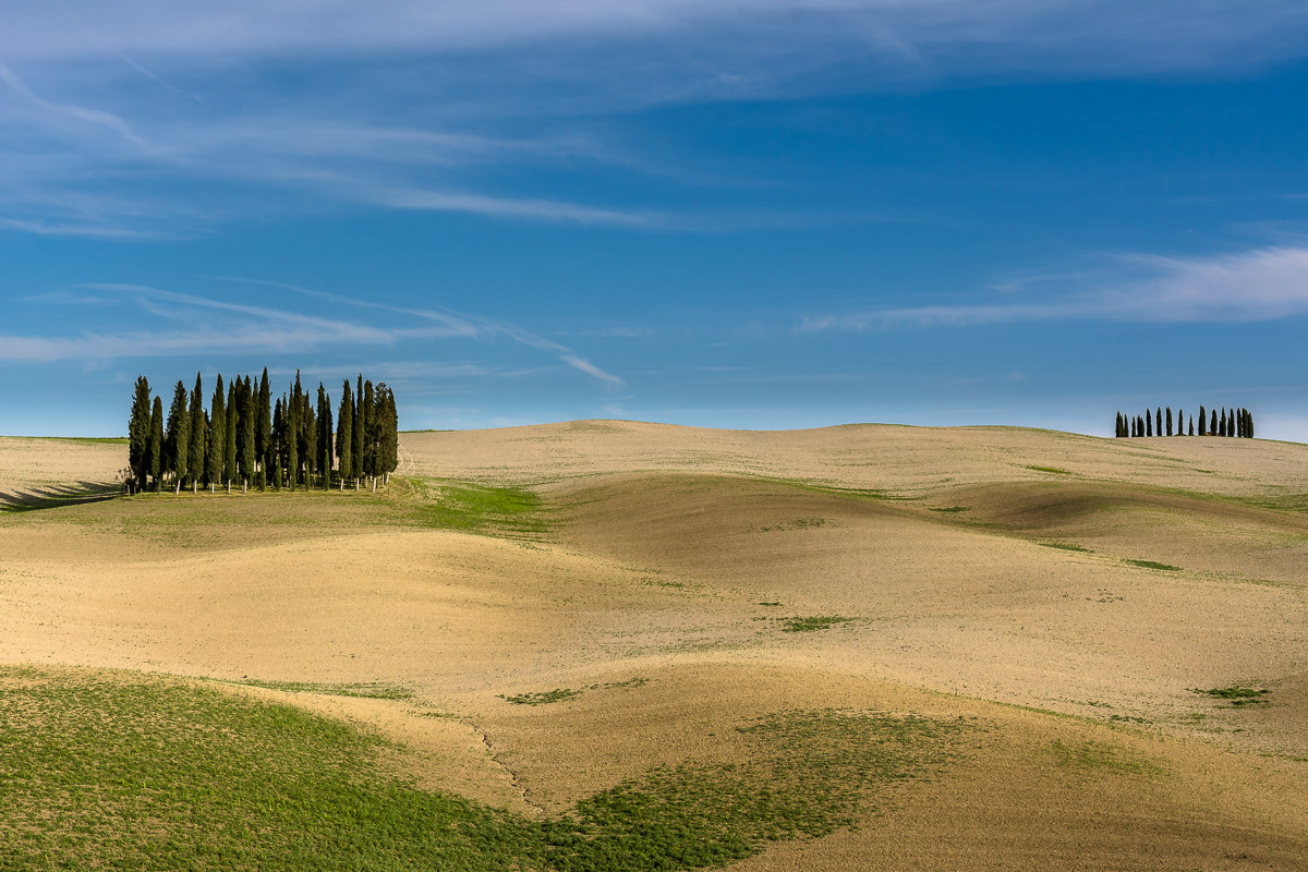 View of the cypresses Val d'orcia...