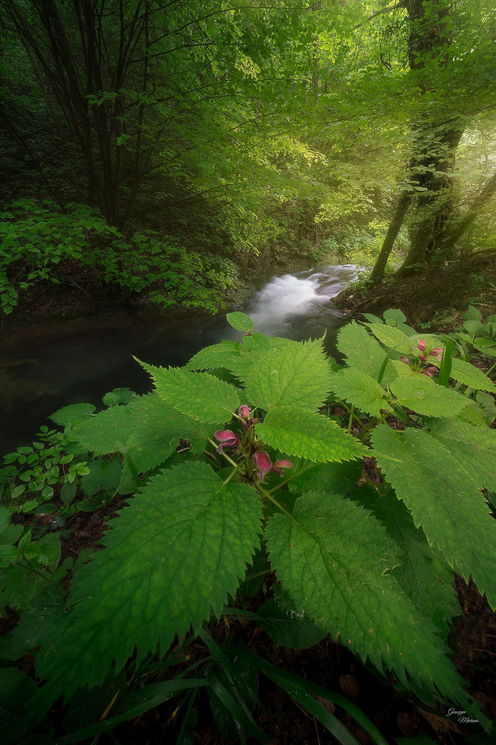 Magic of a forest ...