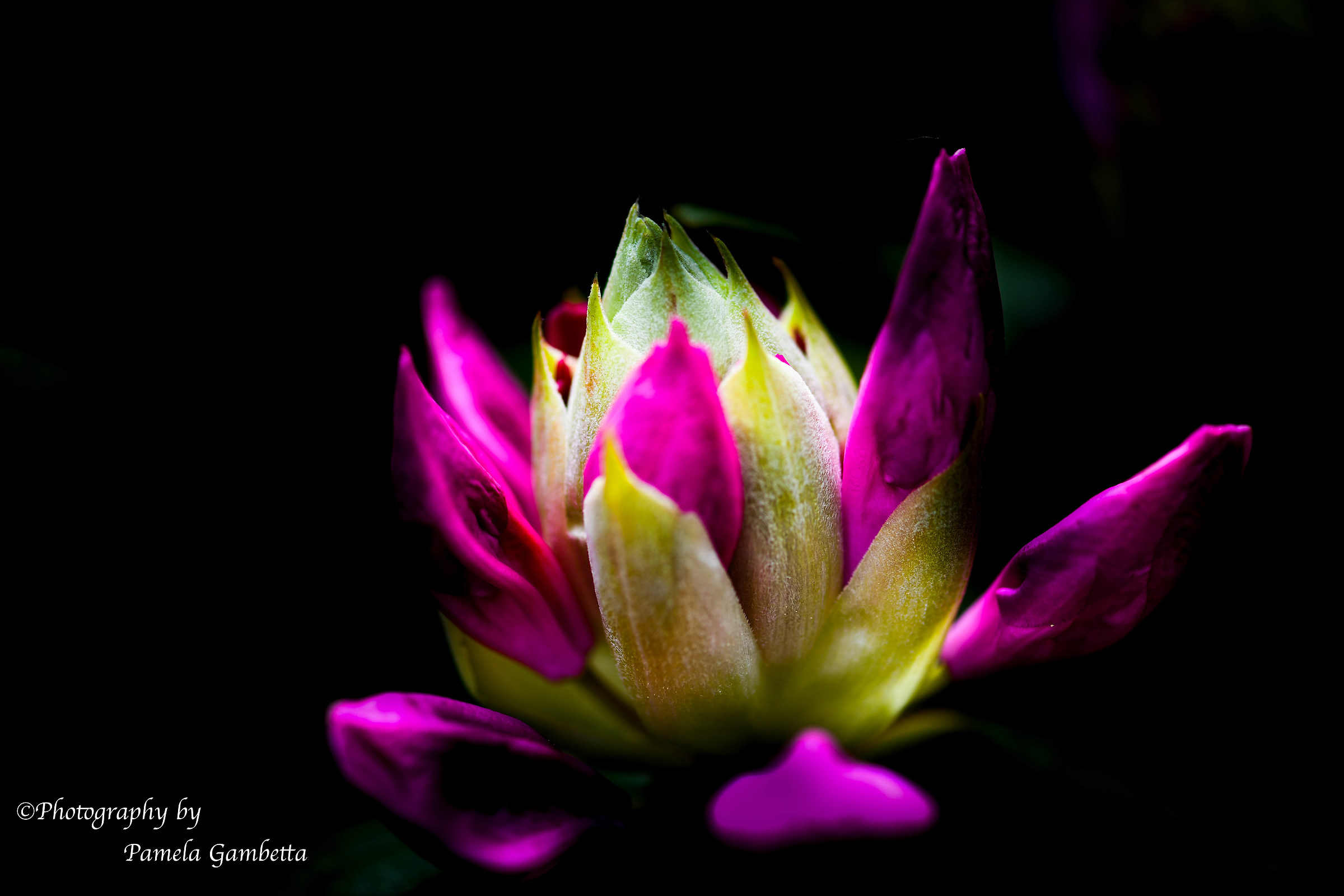 Pink Flower...