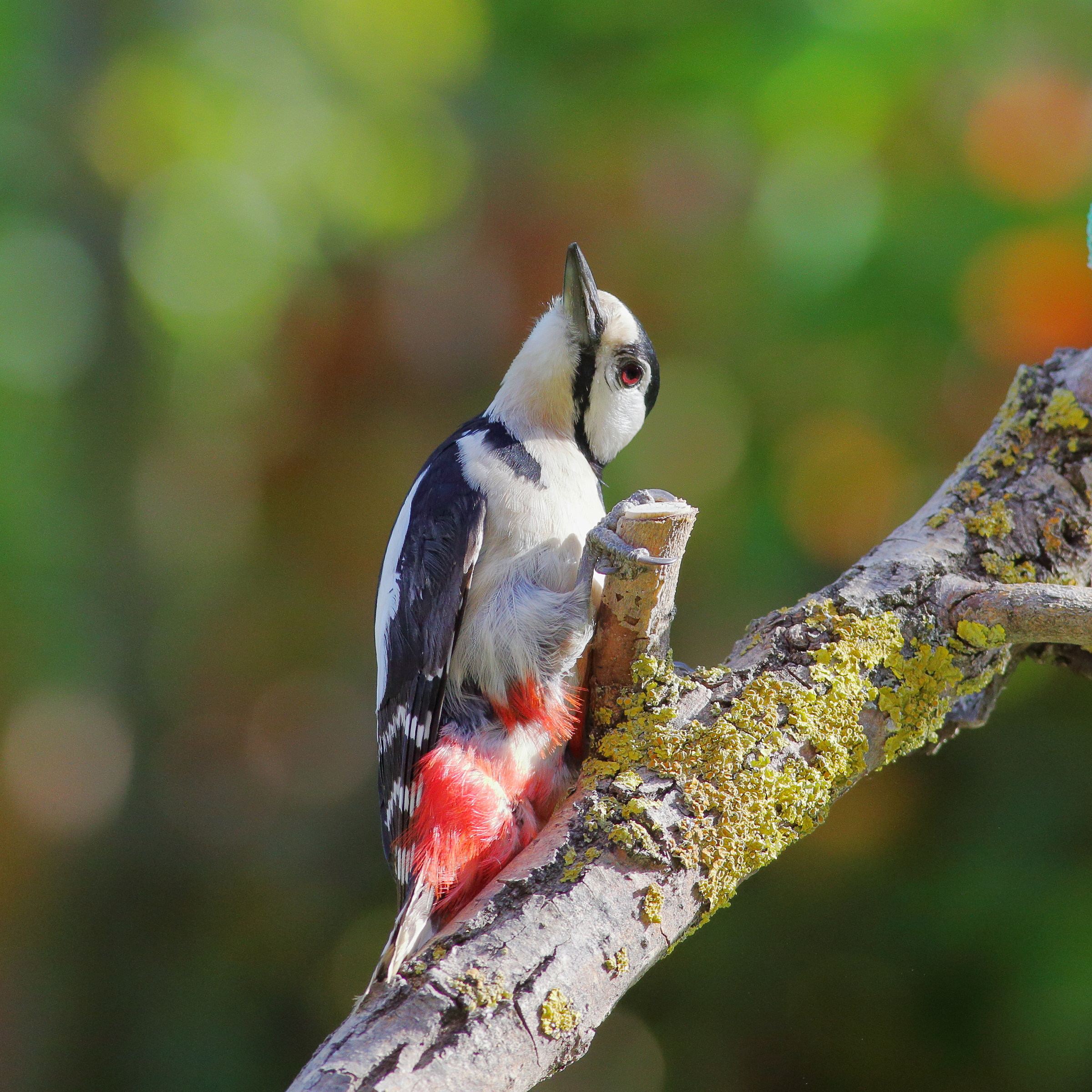 Red Woodpecker...