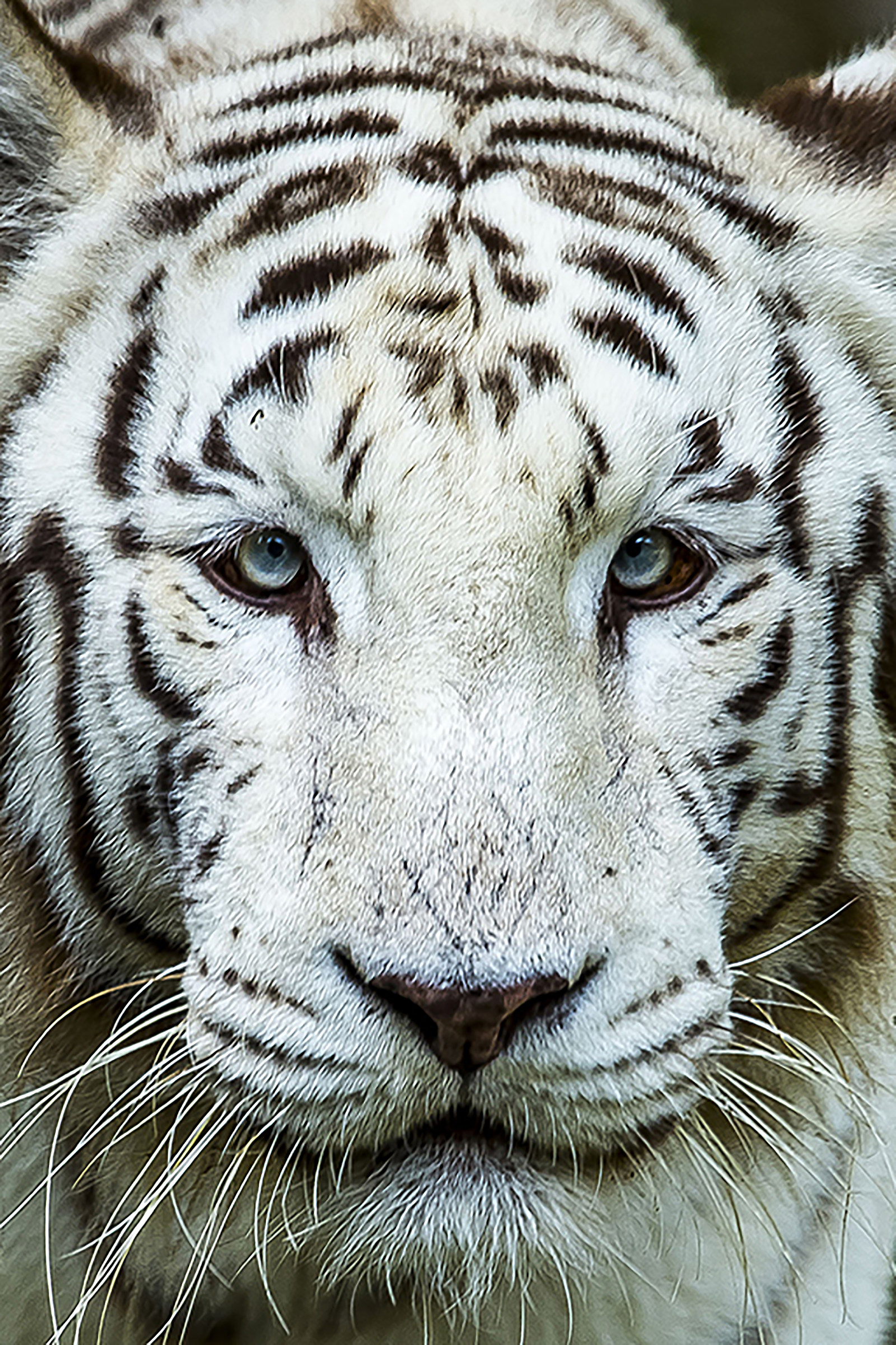 Tiger...